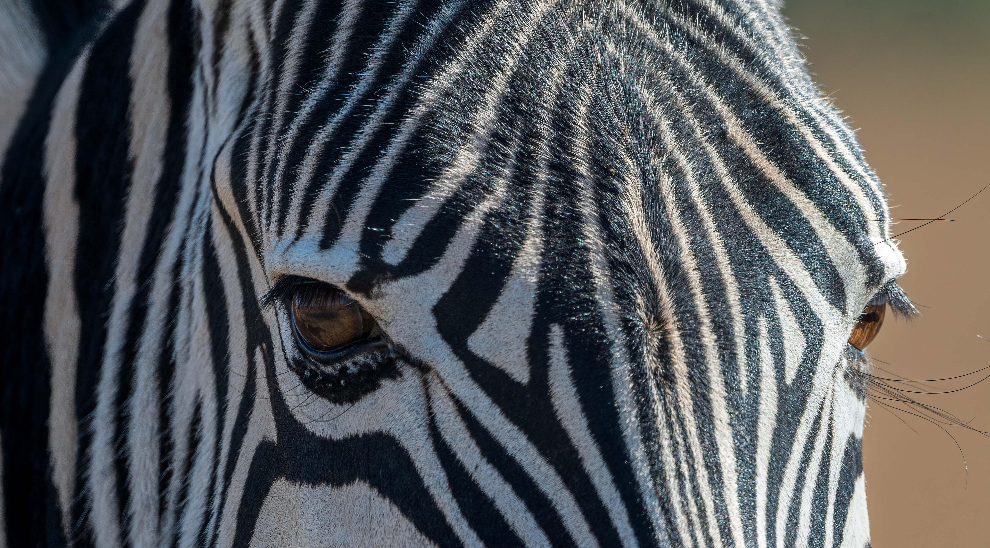 Burchell's Zebra