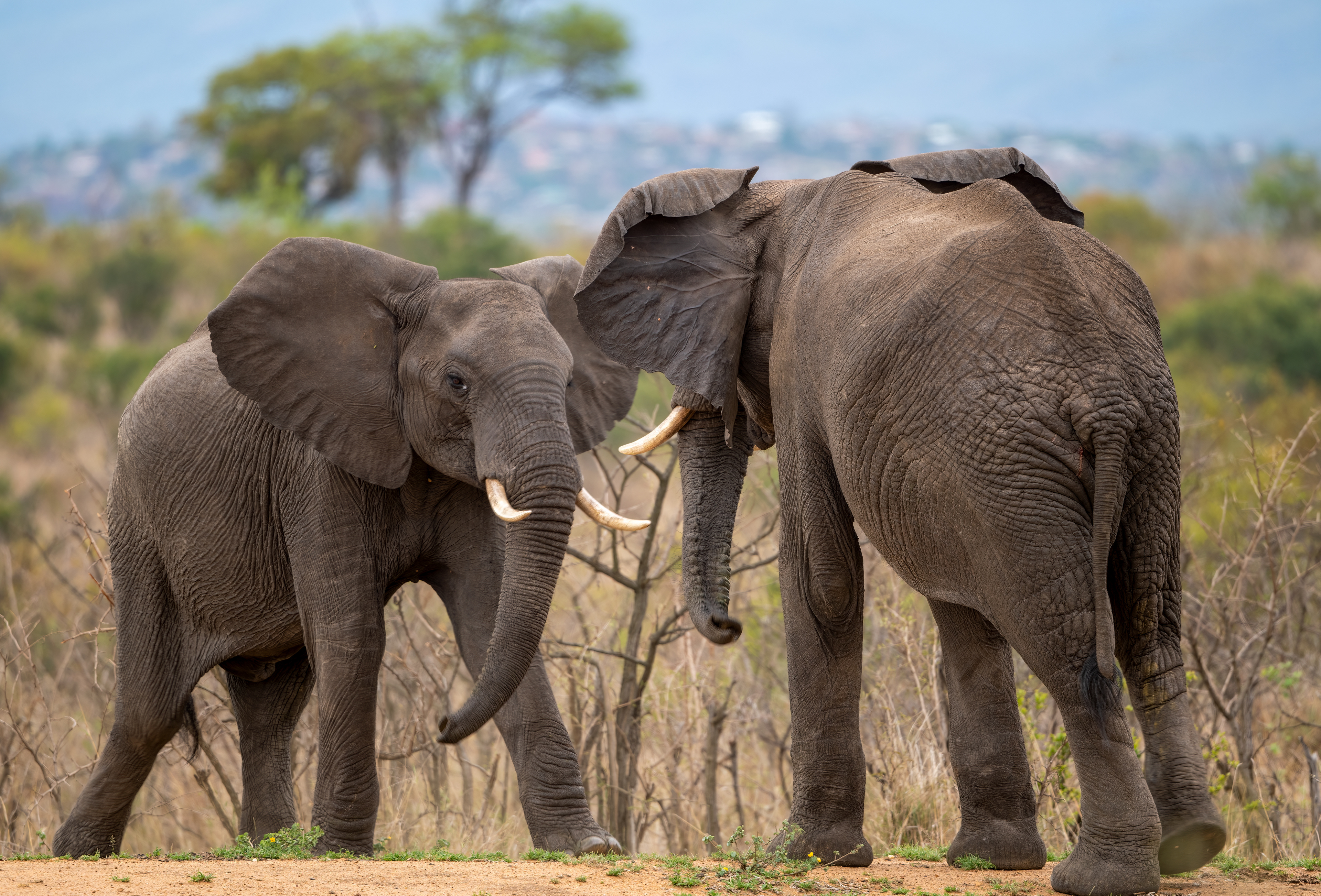 Male Elephant
