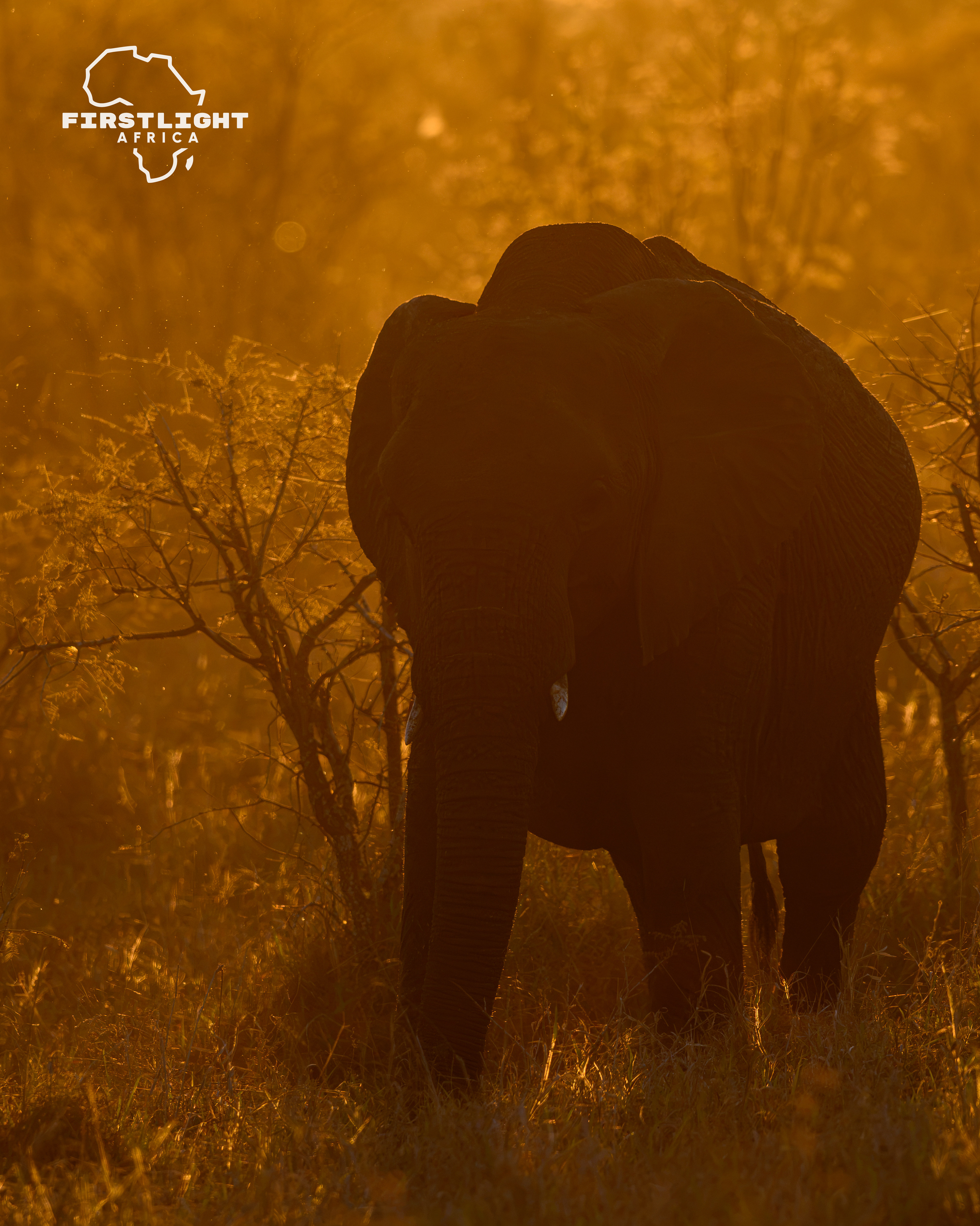 Elephant at Sunset