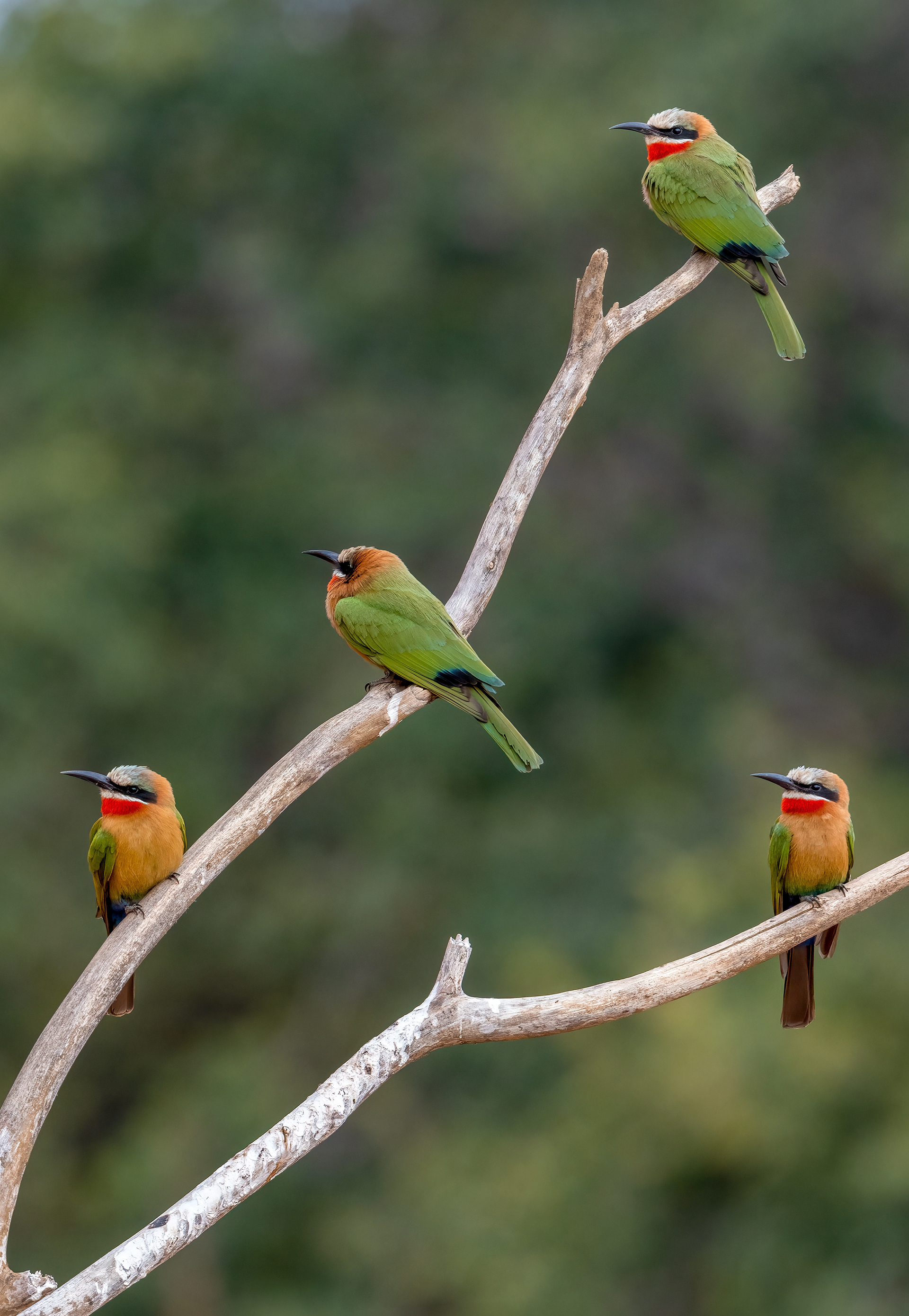 White-throated Bee Eater