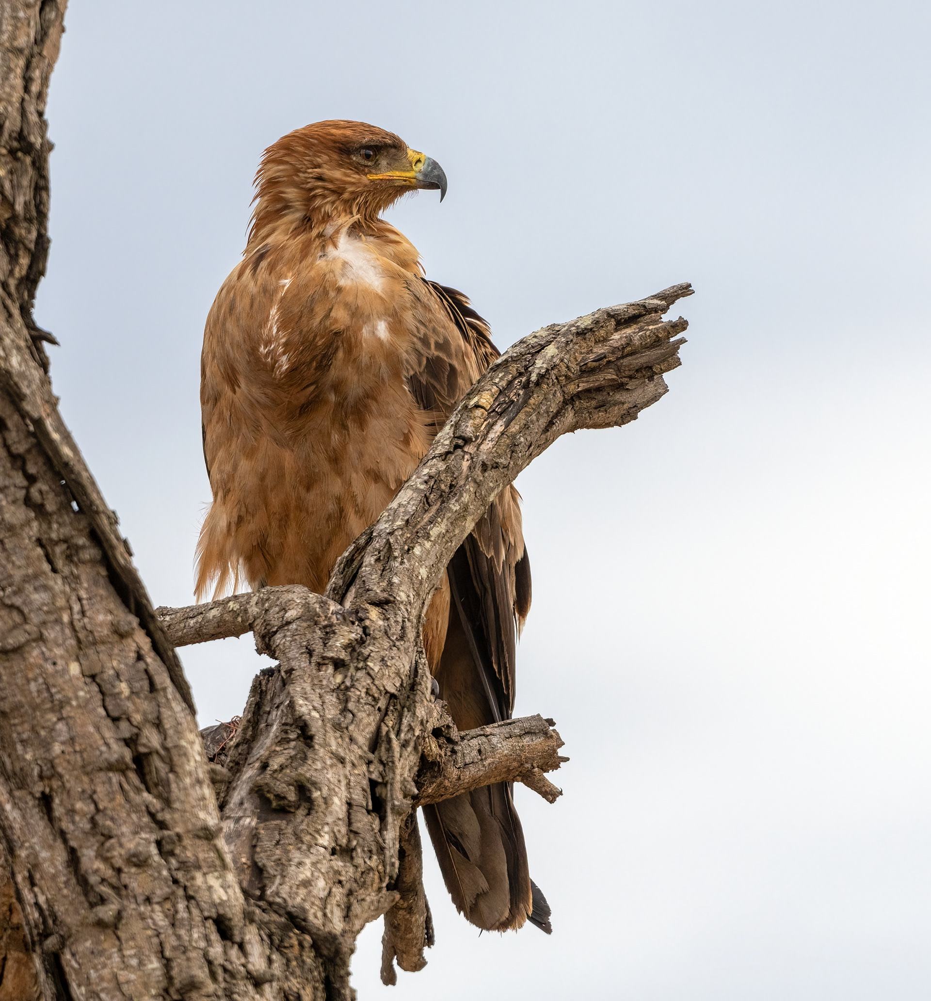 Tawny Eagle