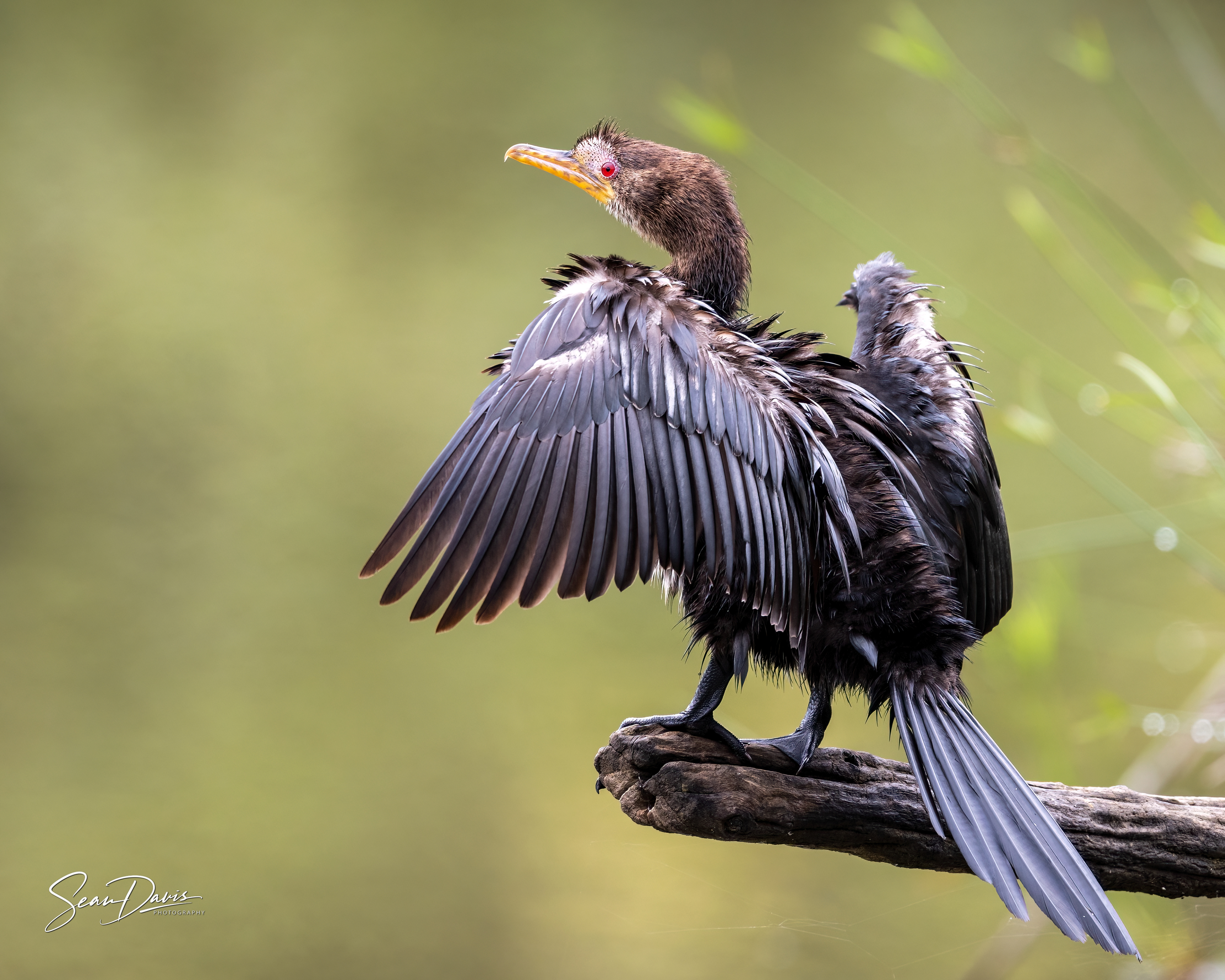 Reed Cormorant