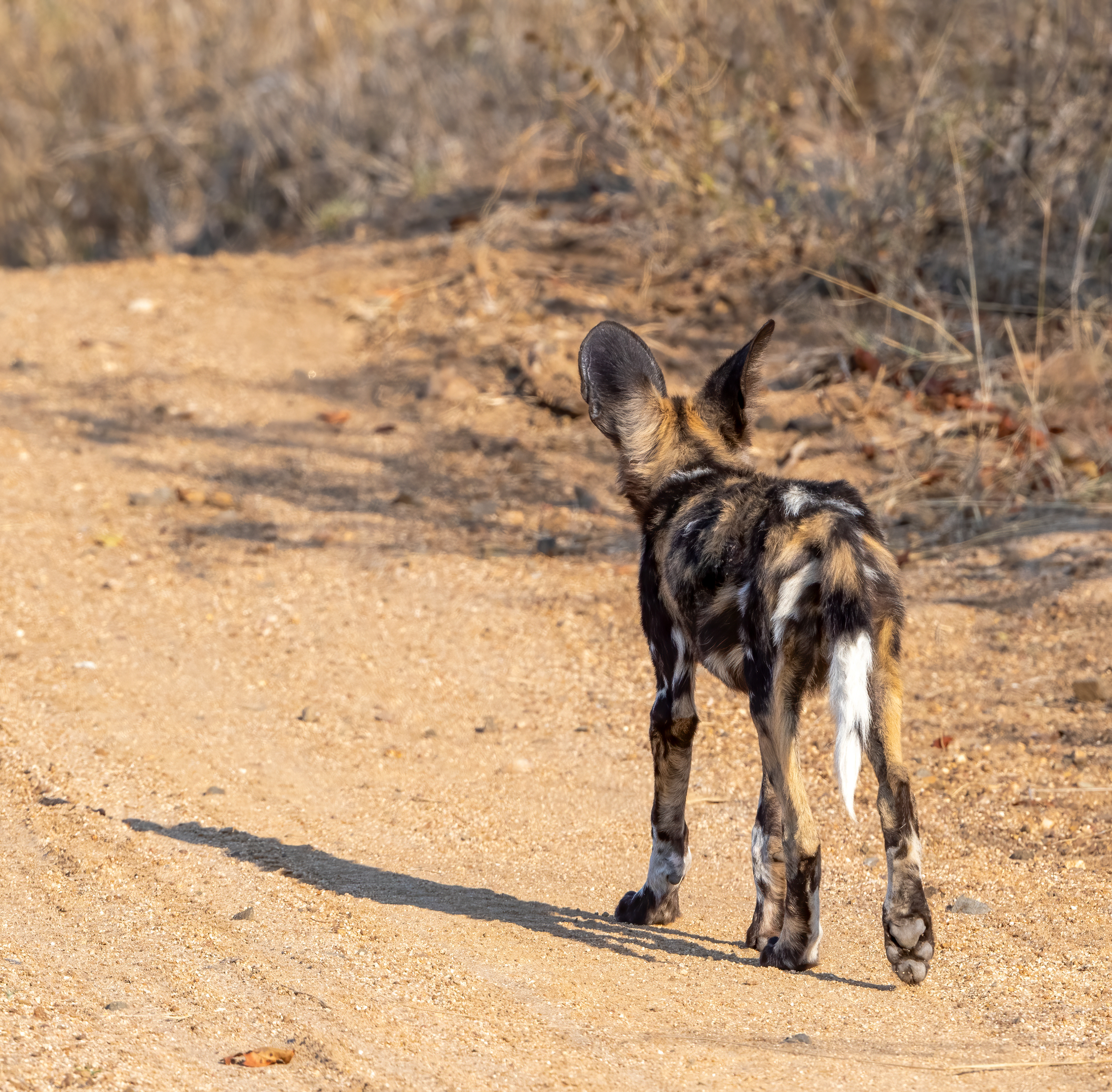 Wild Dog