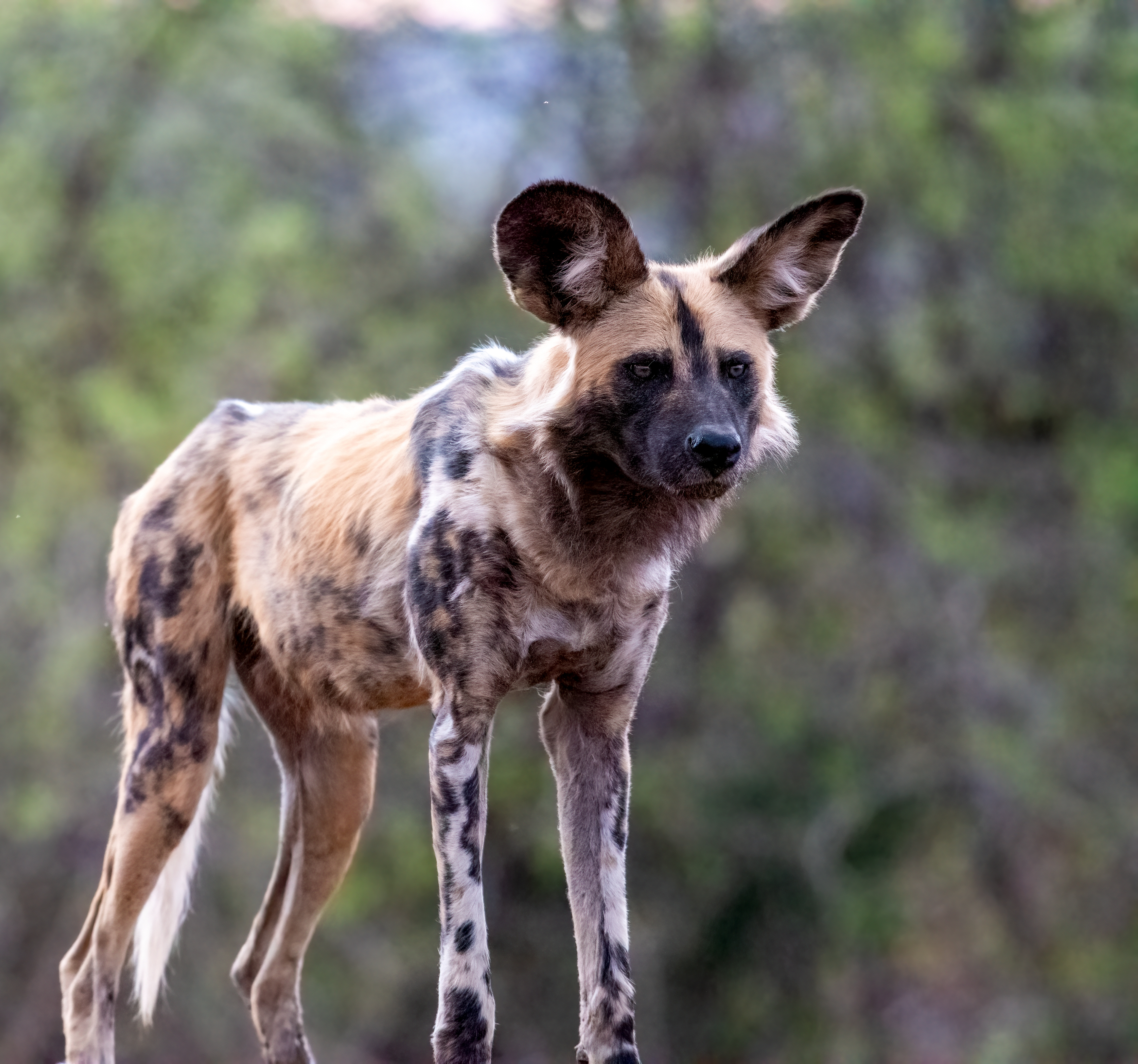 Wild Dog