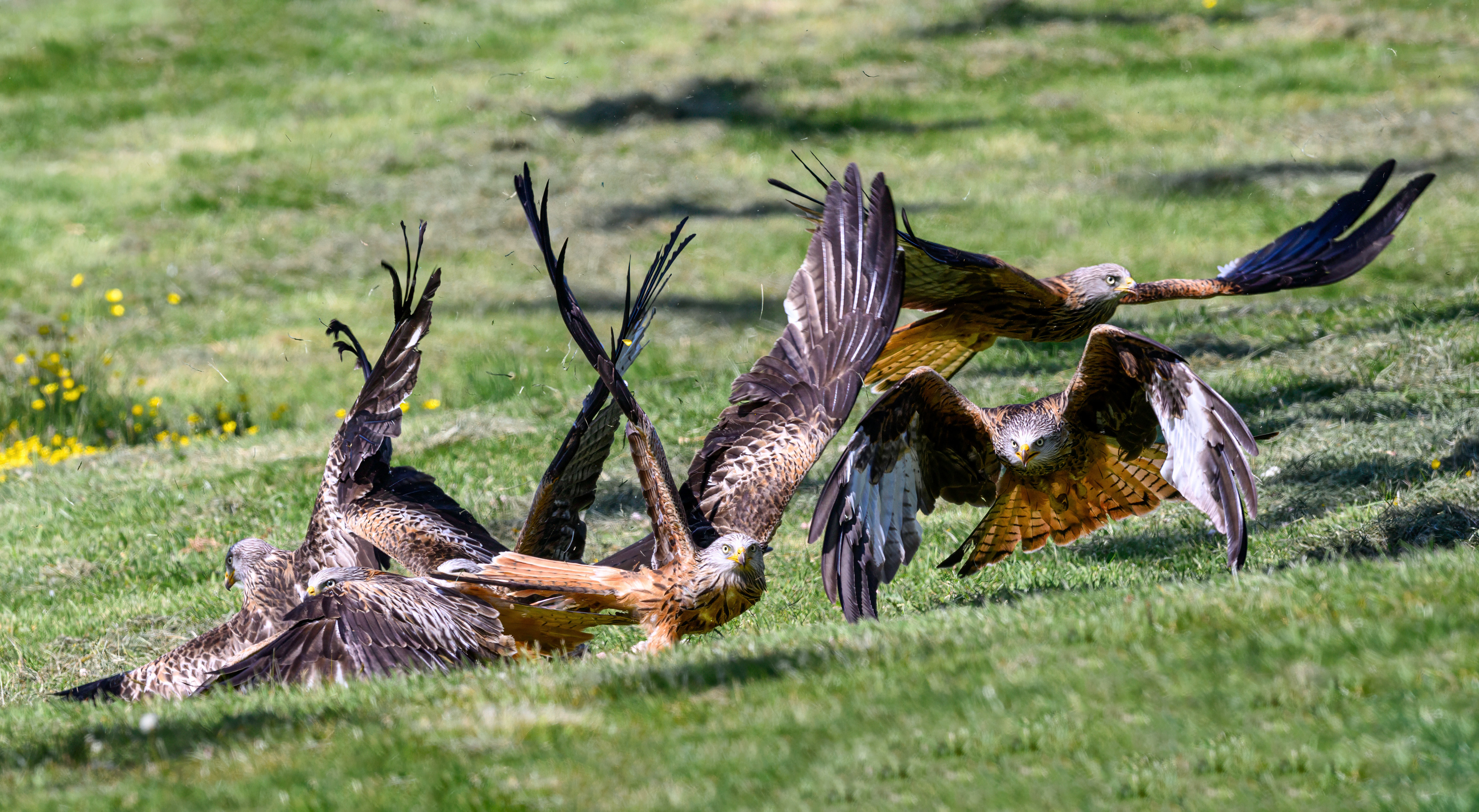 Red Tail Kite