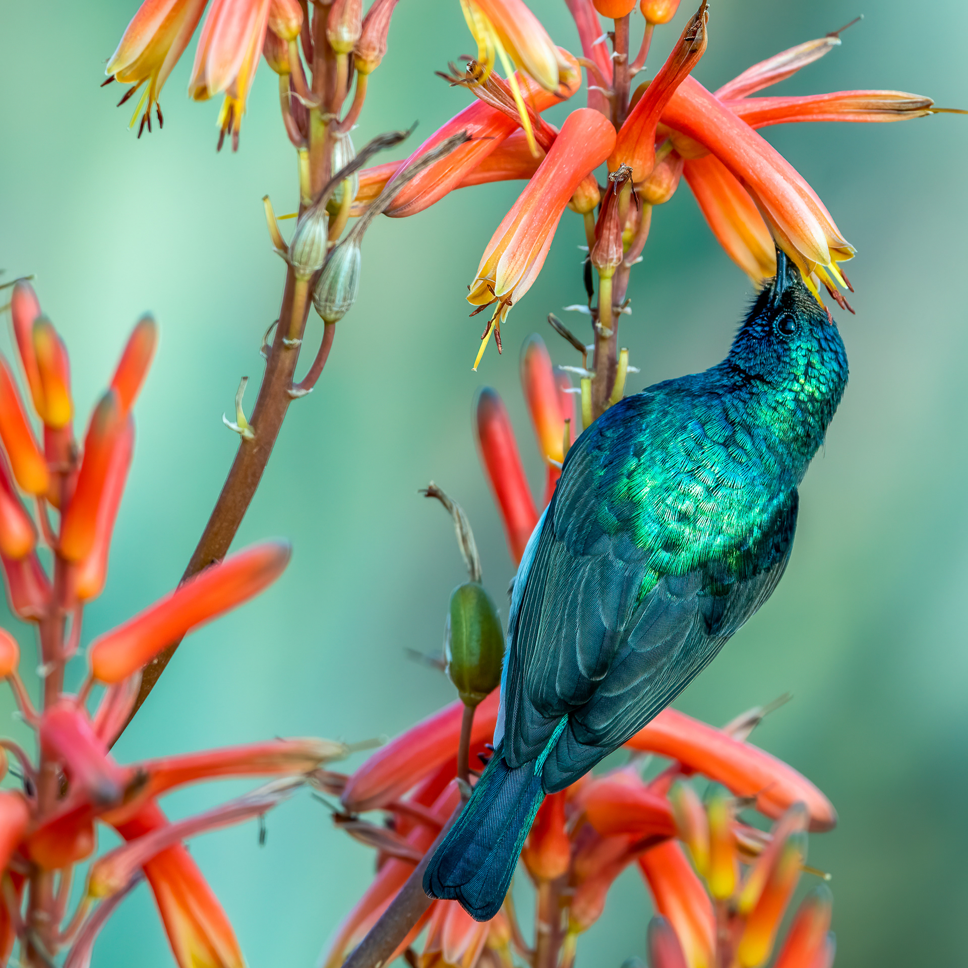 White Bellied Sunbird ♂