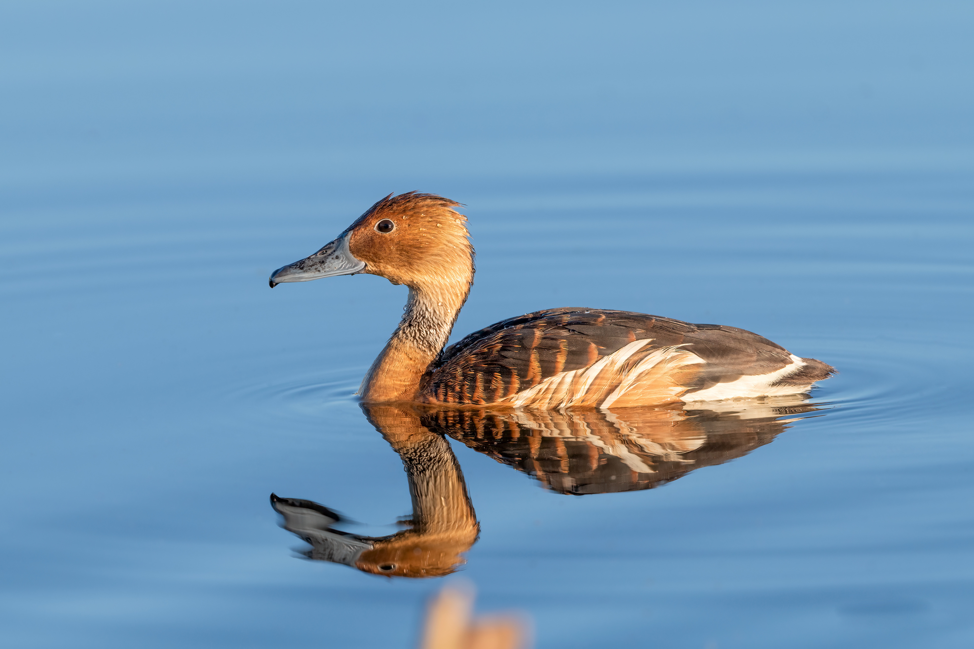 Fulvous Whistling Duck