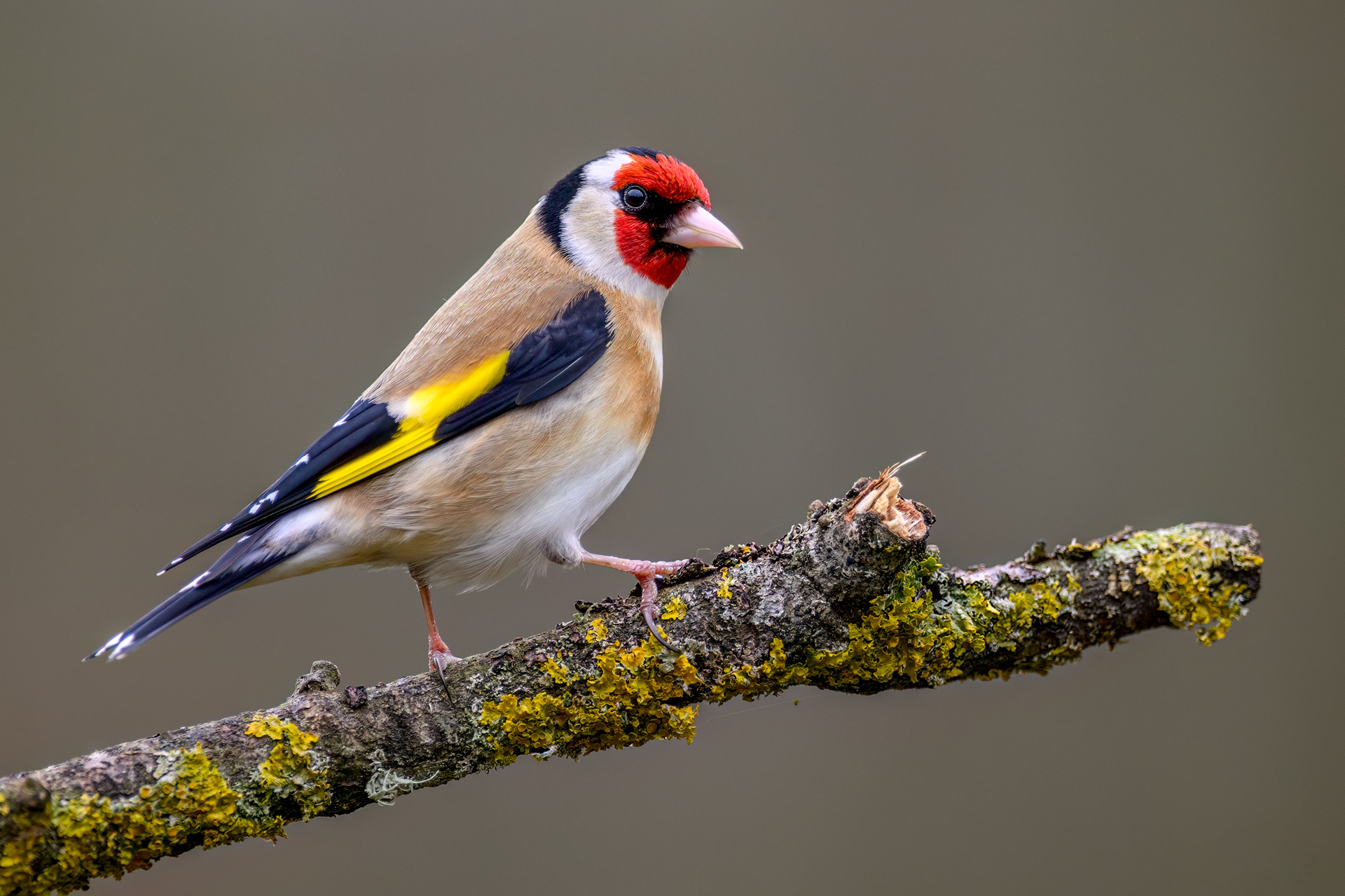 Golden Finch