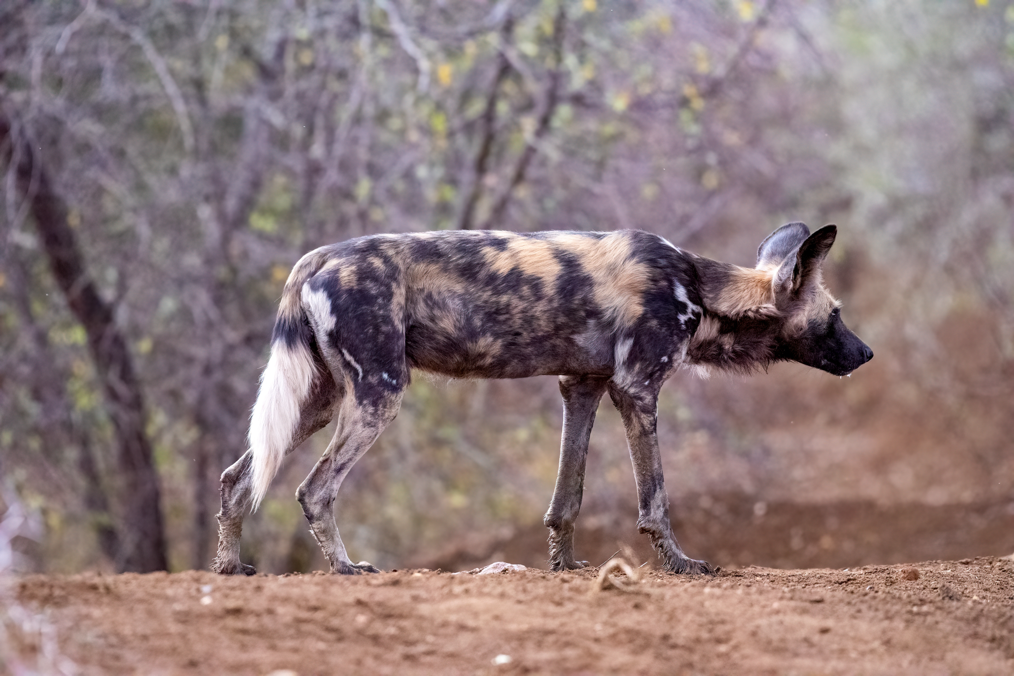 Wild Dog
