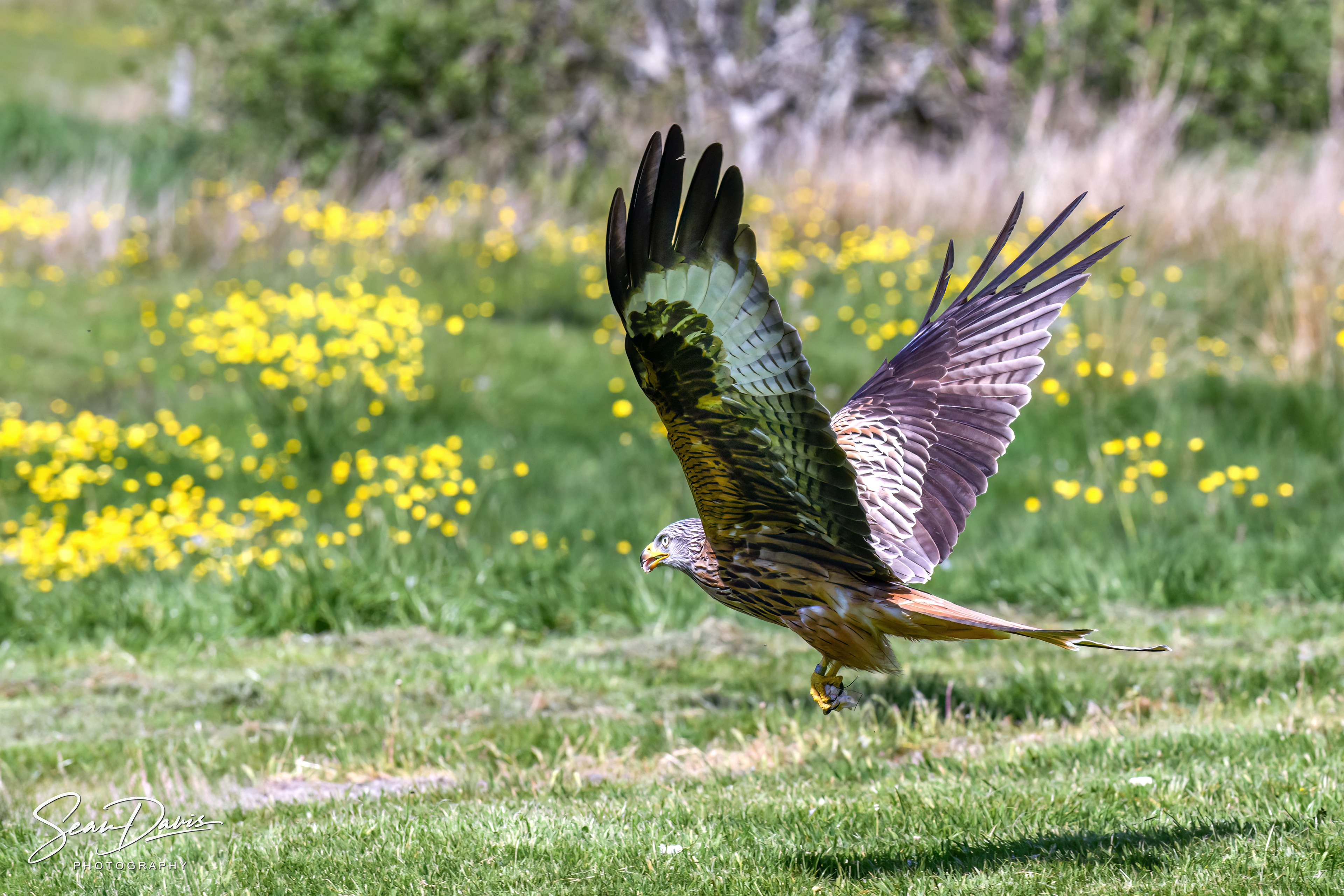 Red Tail Kite