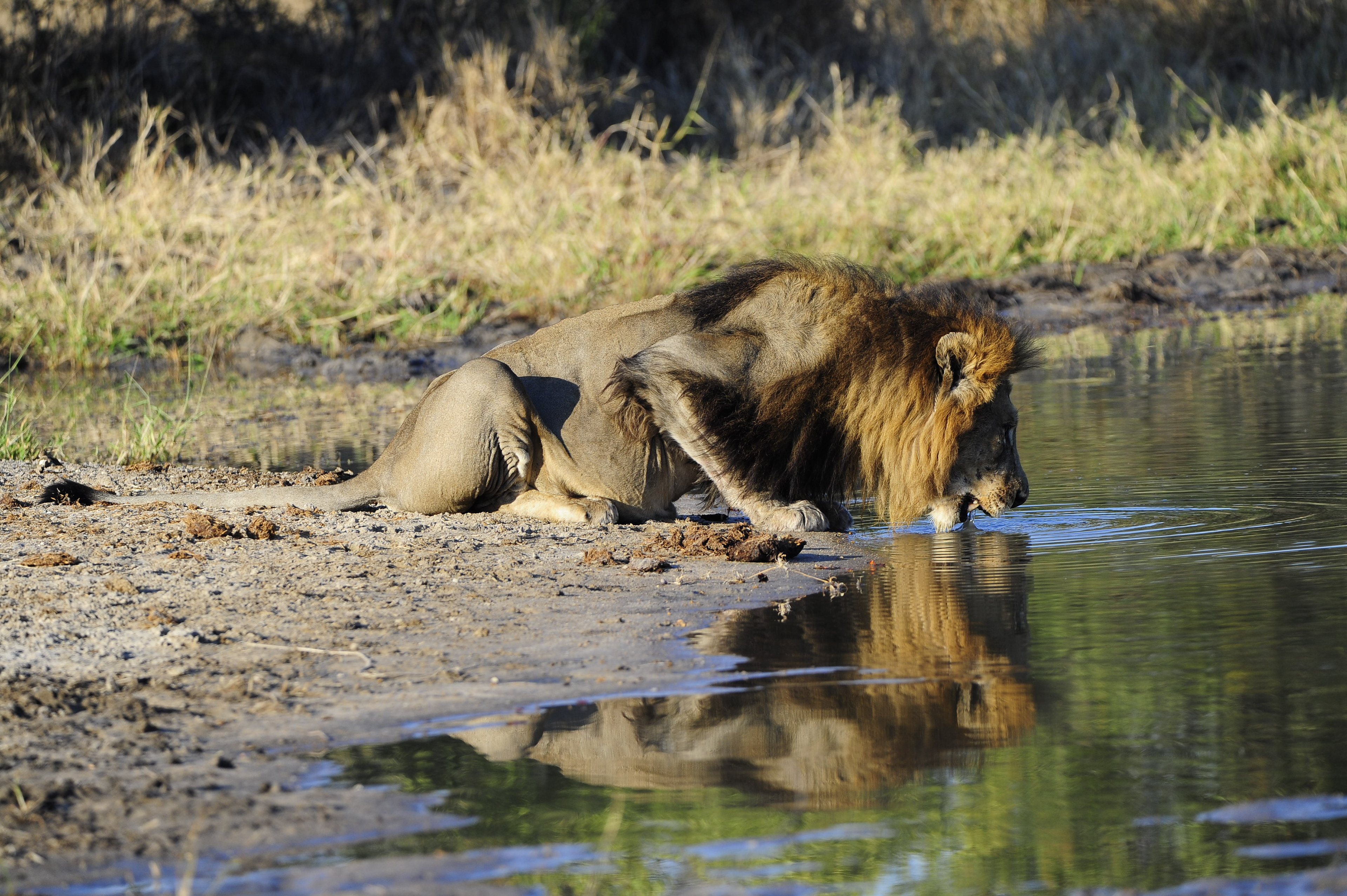 Male Lion