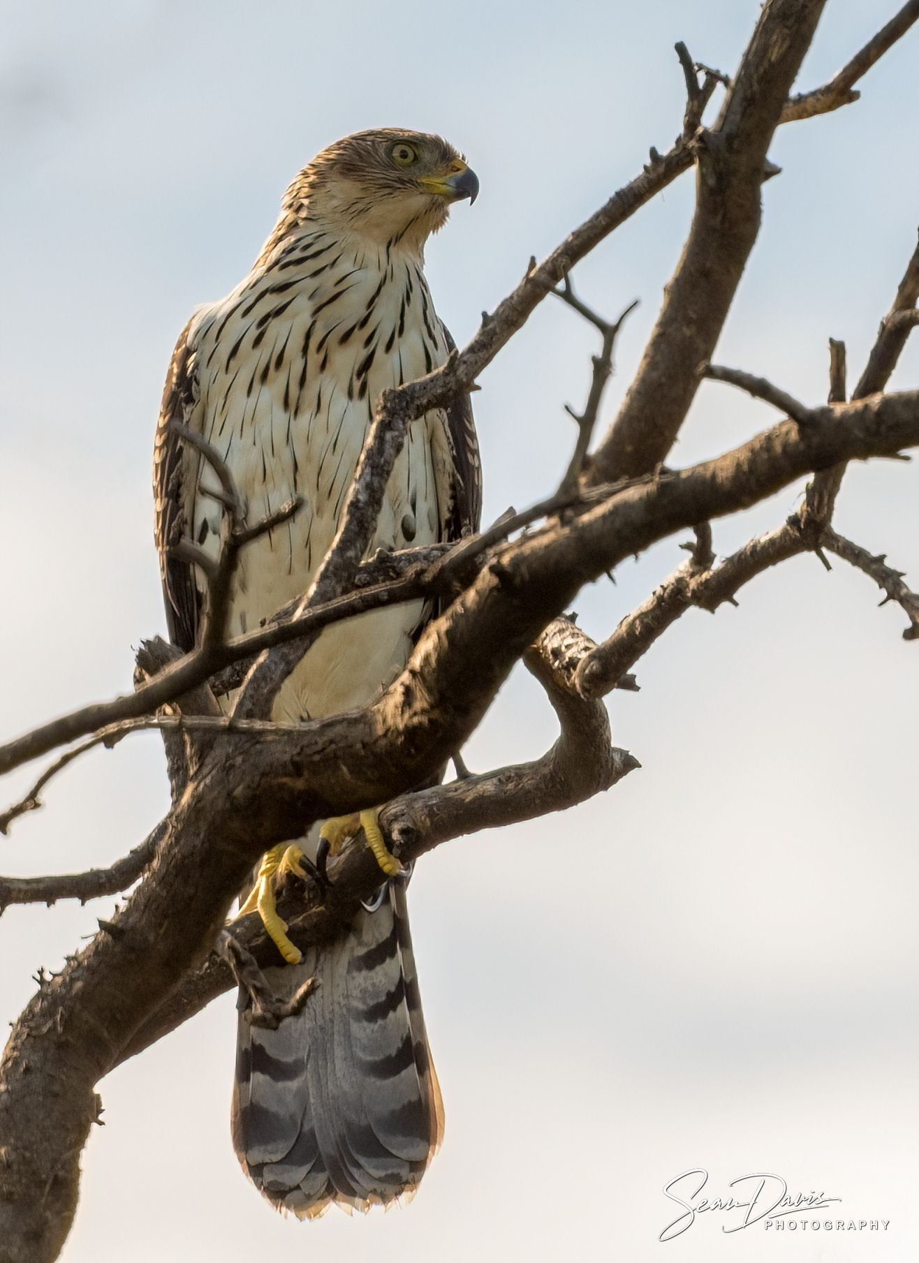 Black Sparrow Hawk