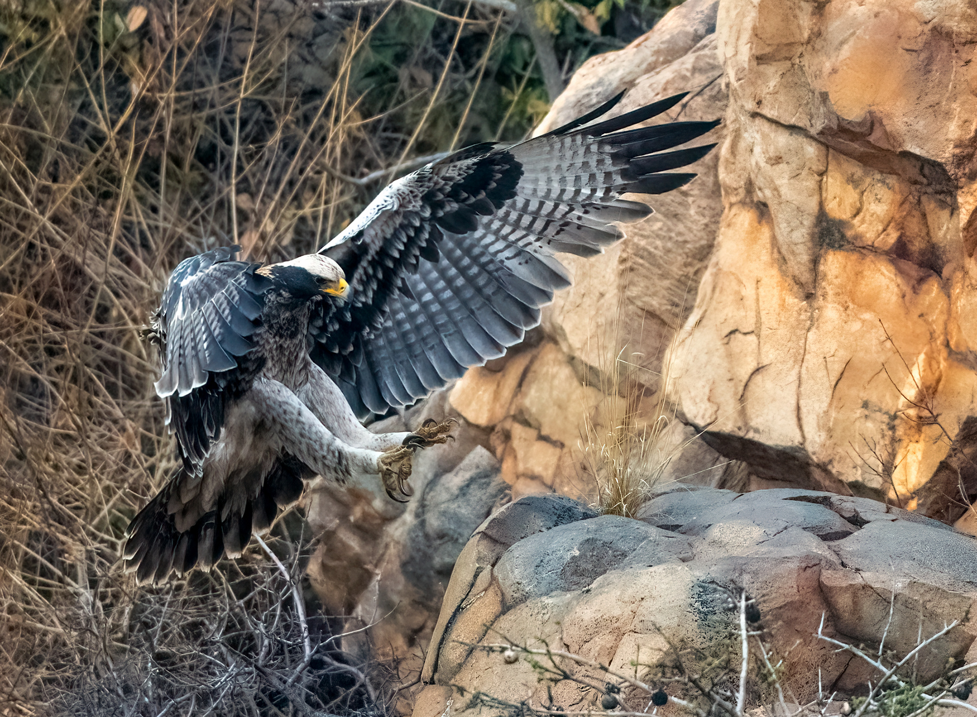 Juvenille Verreaux Eagle
