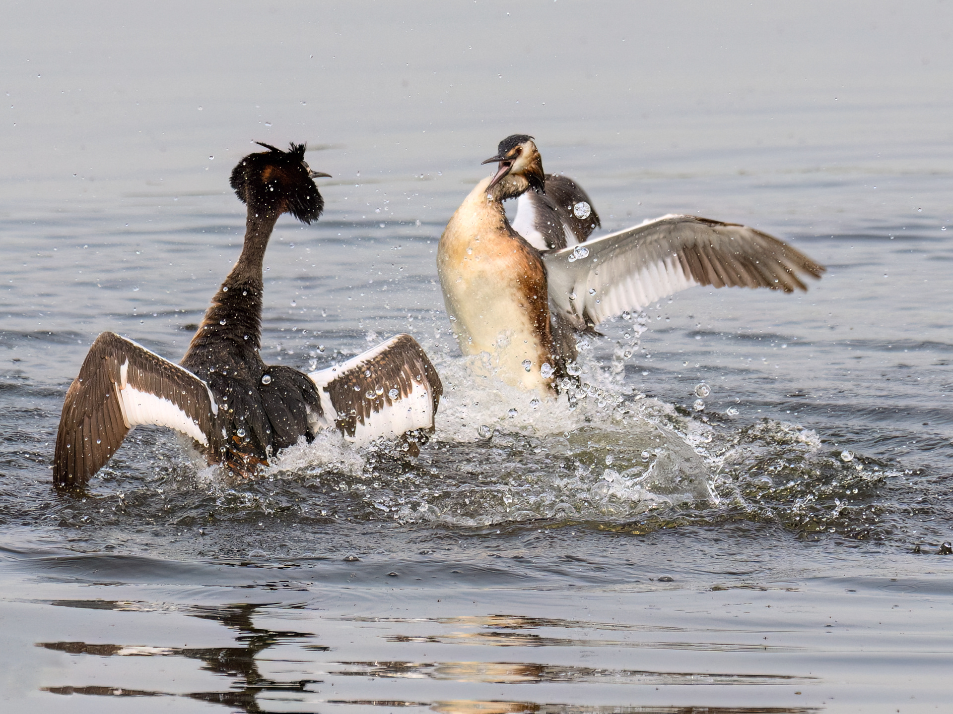 Greater Crested Grebe