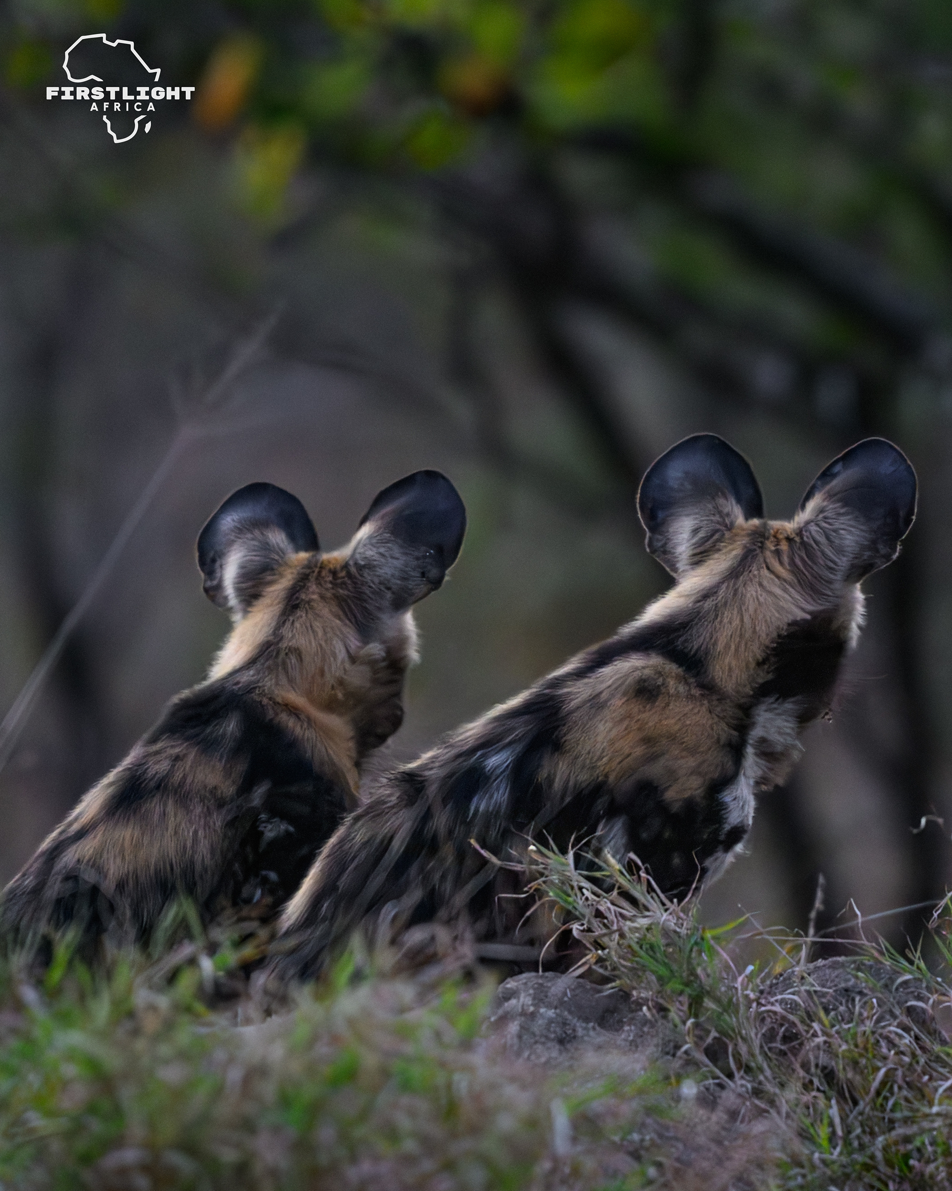 Wild Dog