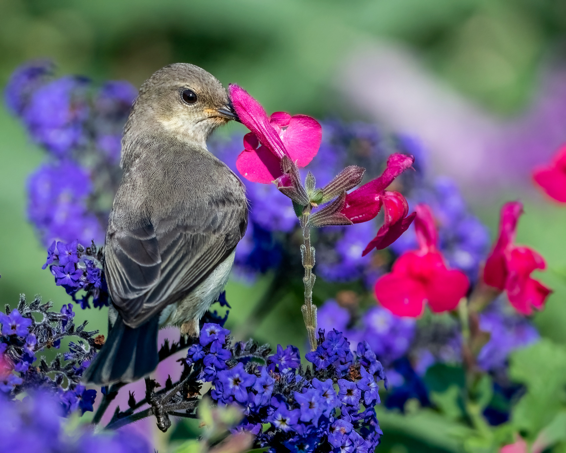 White Bellied Sunbird ♀
