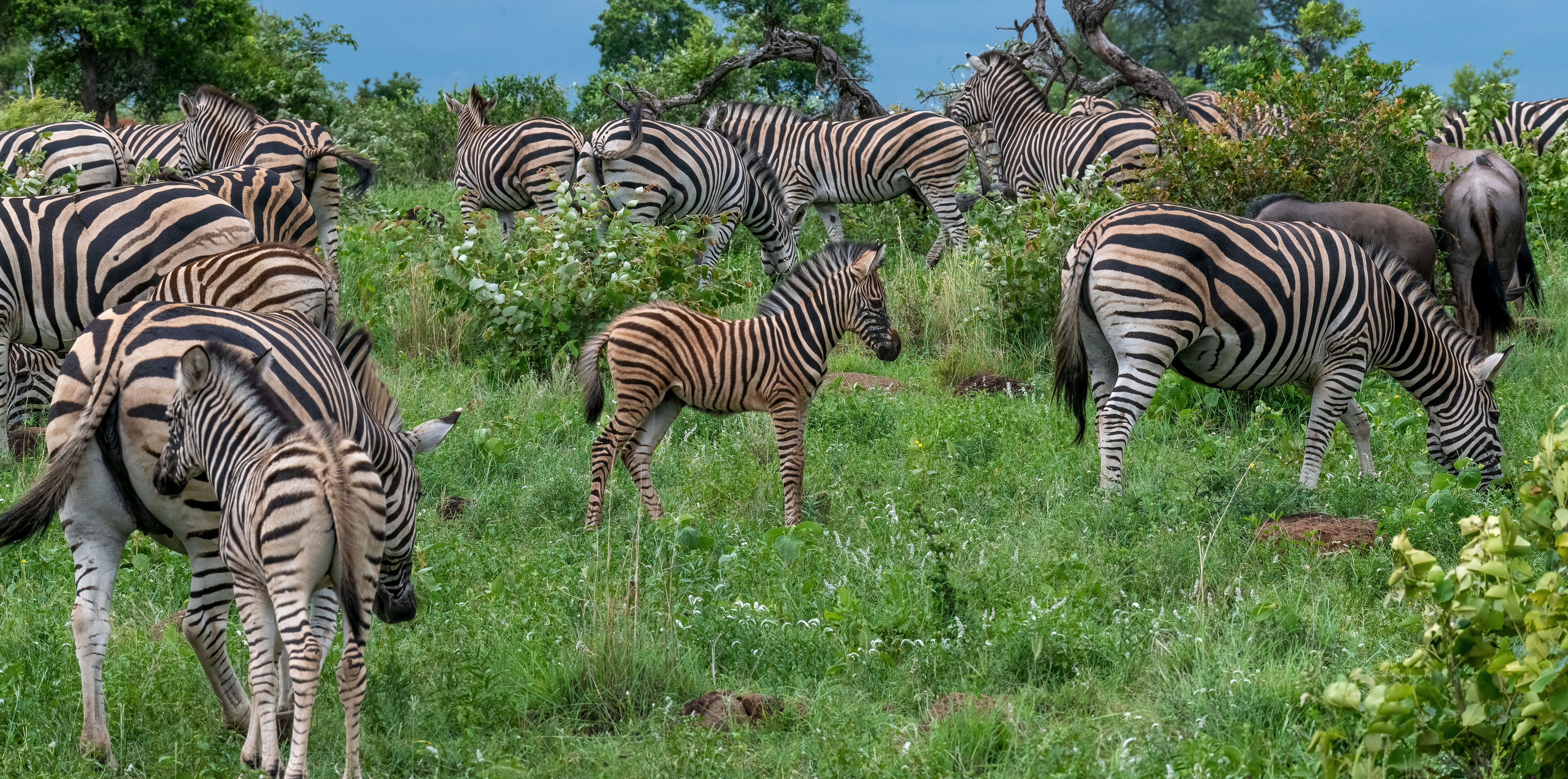 Burchell's Zebra
