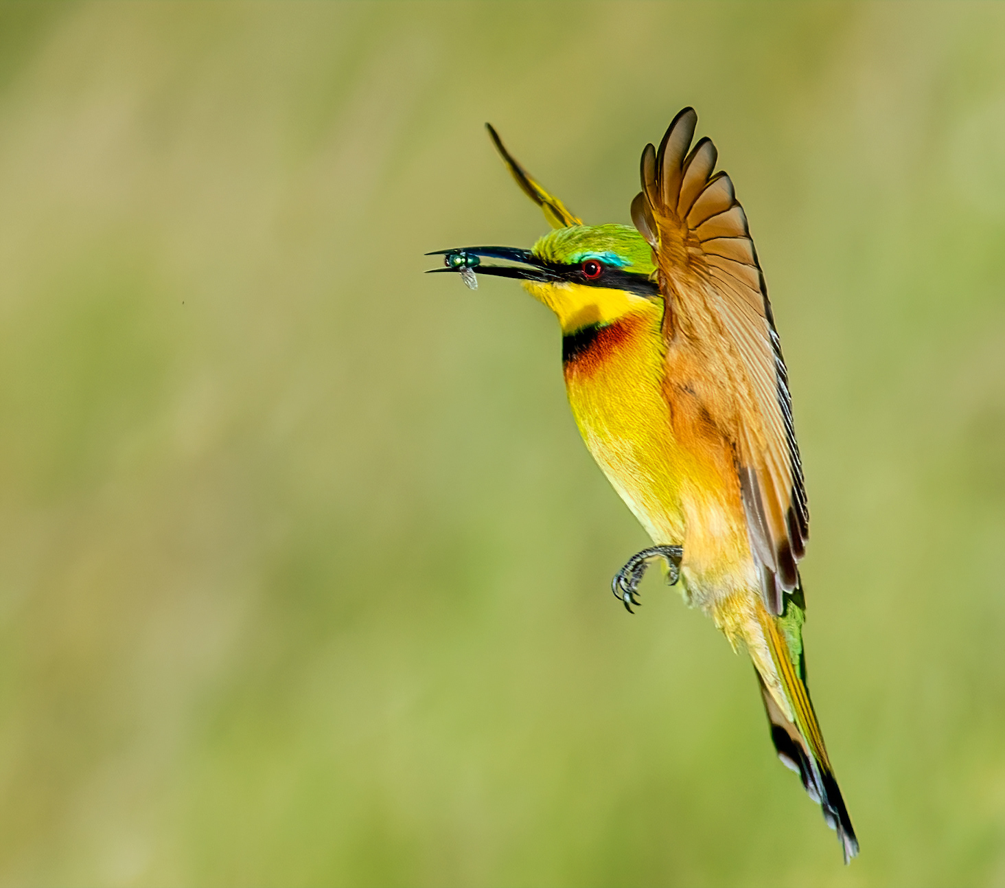 Little Bee Eater