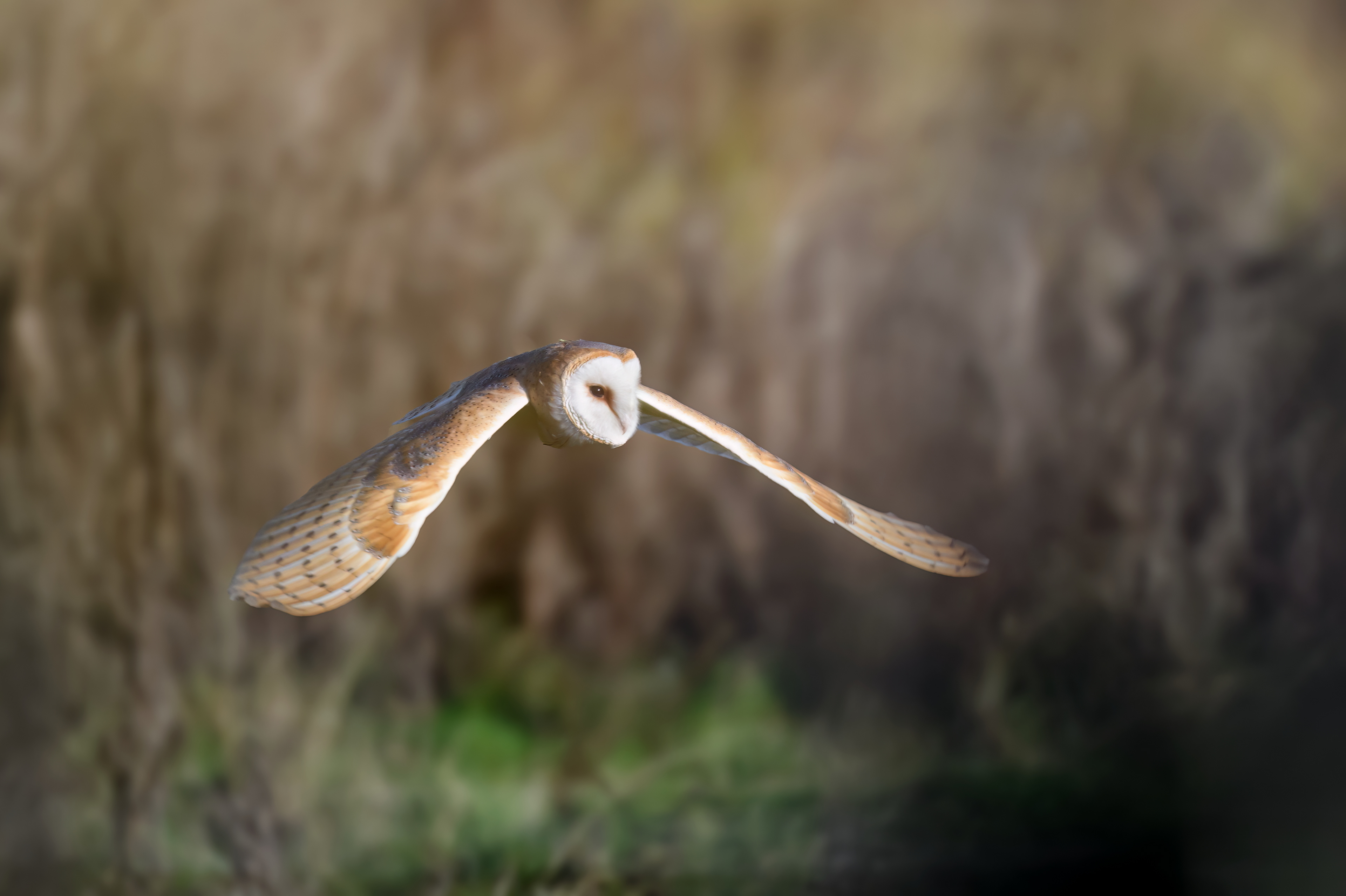Barn Owl
