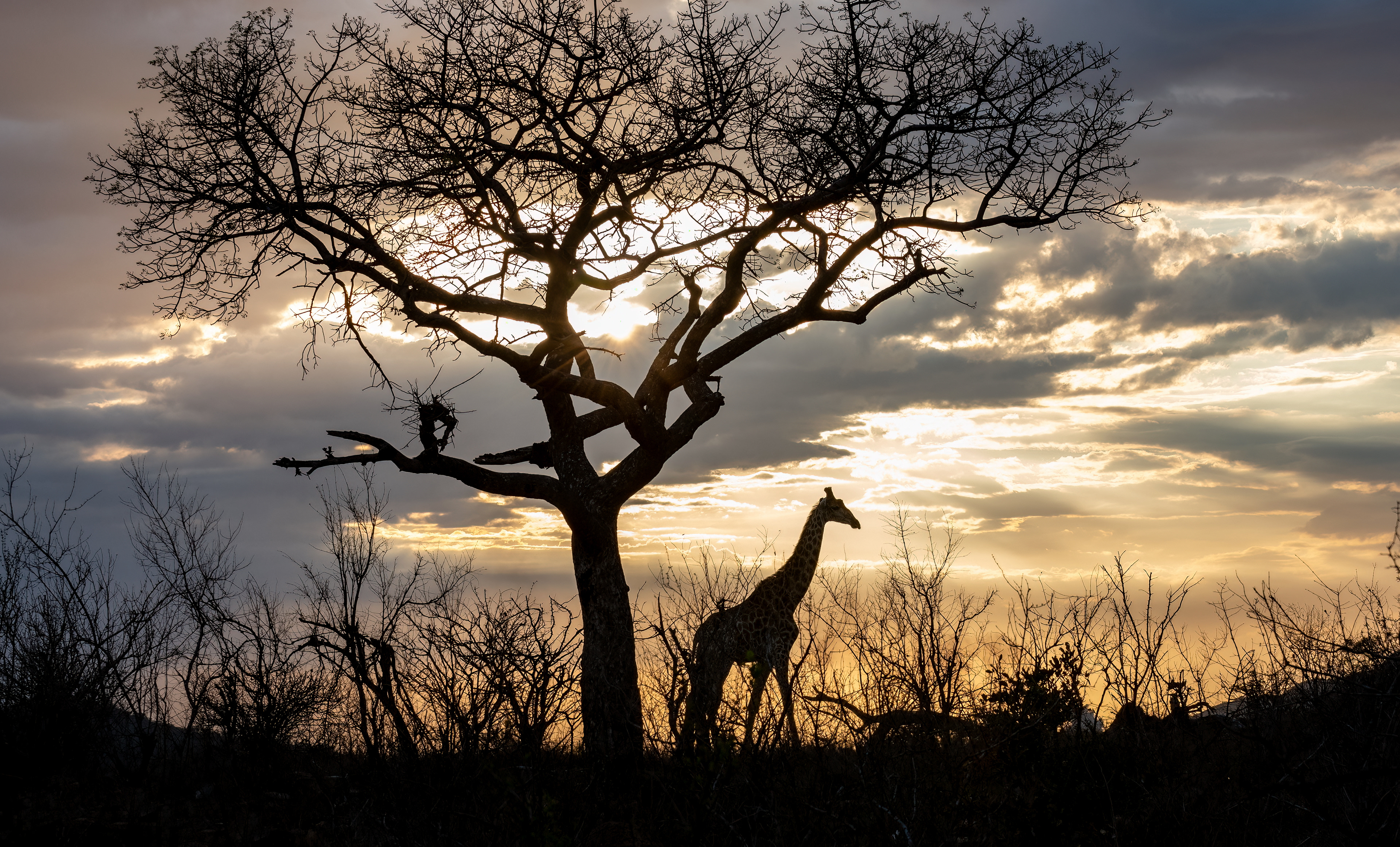 Kruger Sunrise