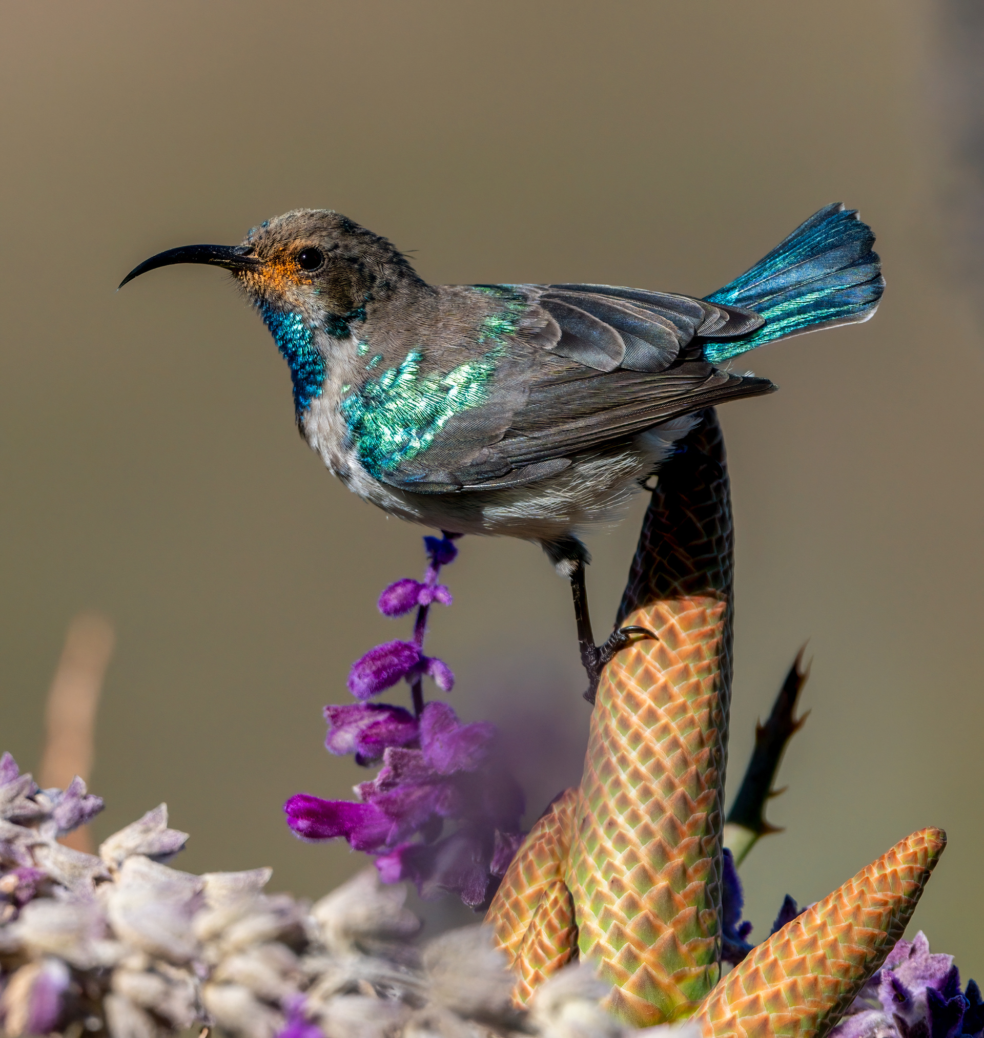White Bellied Sunbird ♂