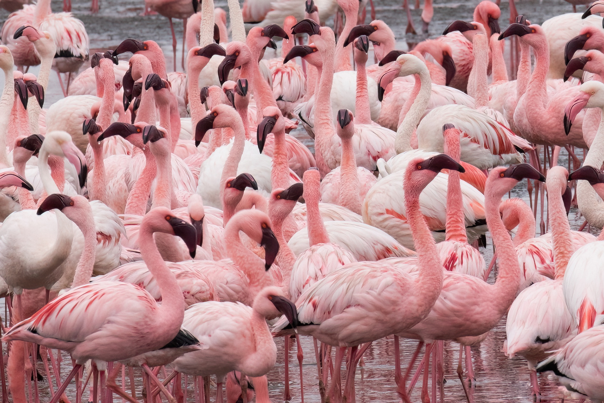 Lesser Flamingo