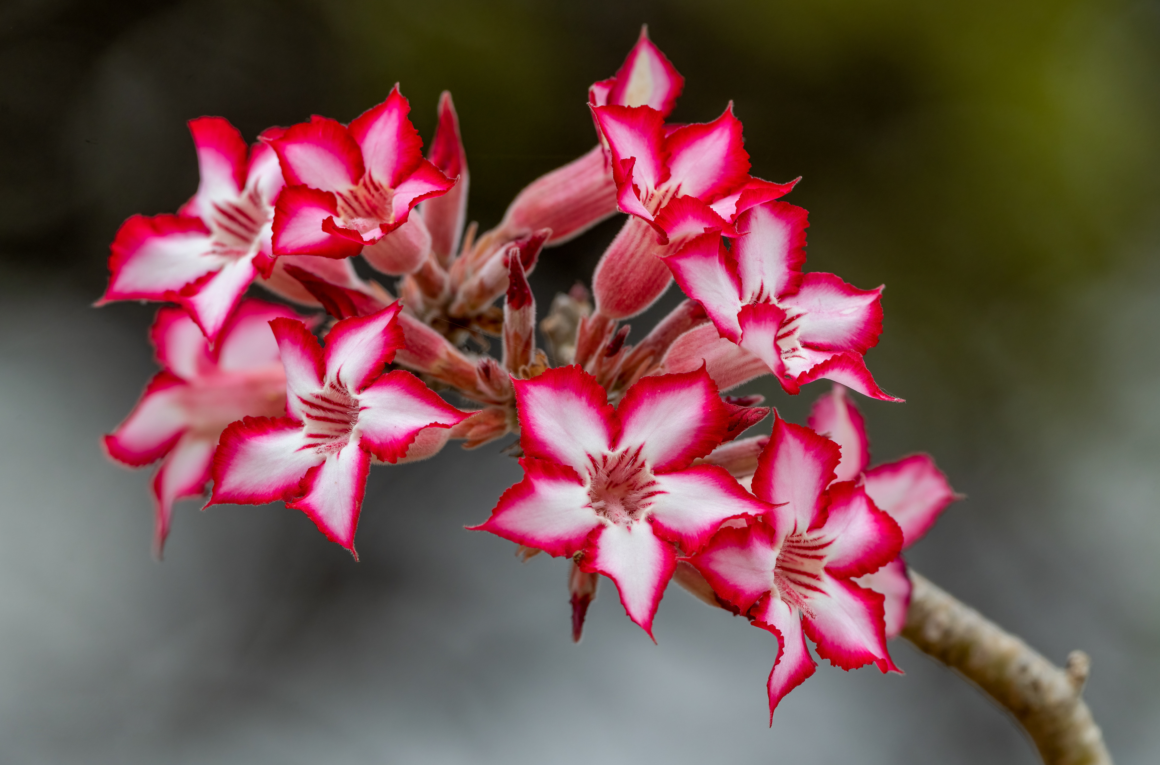 Impala Lillies
