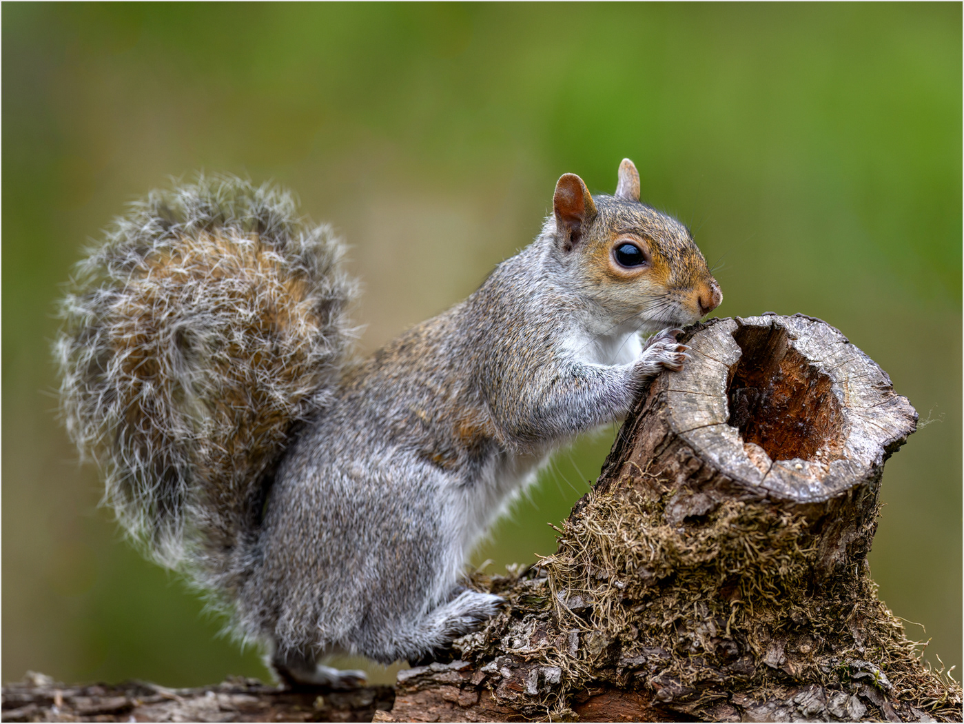 Eastern Gray Squirrel