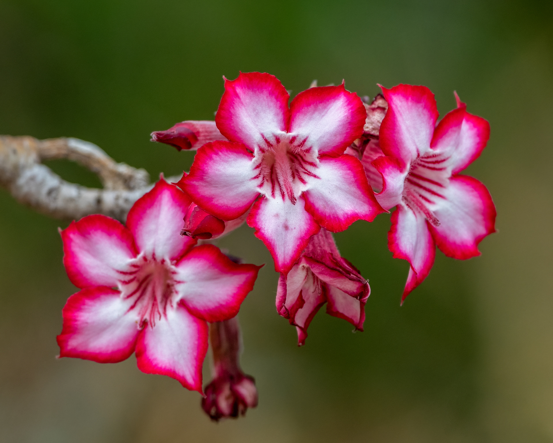 Impala Lillies