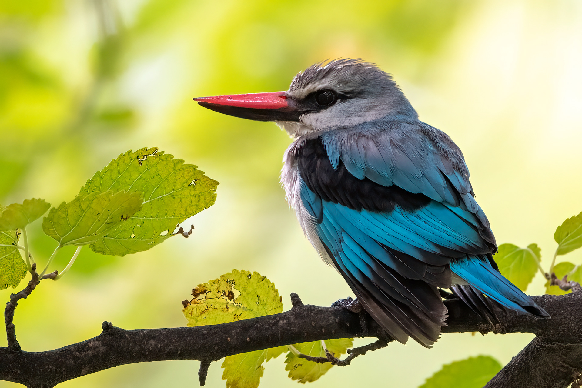 Woodland Kingfisher