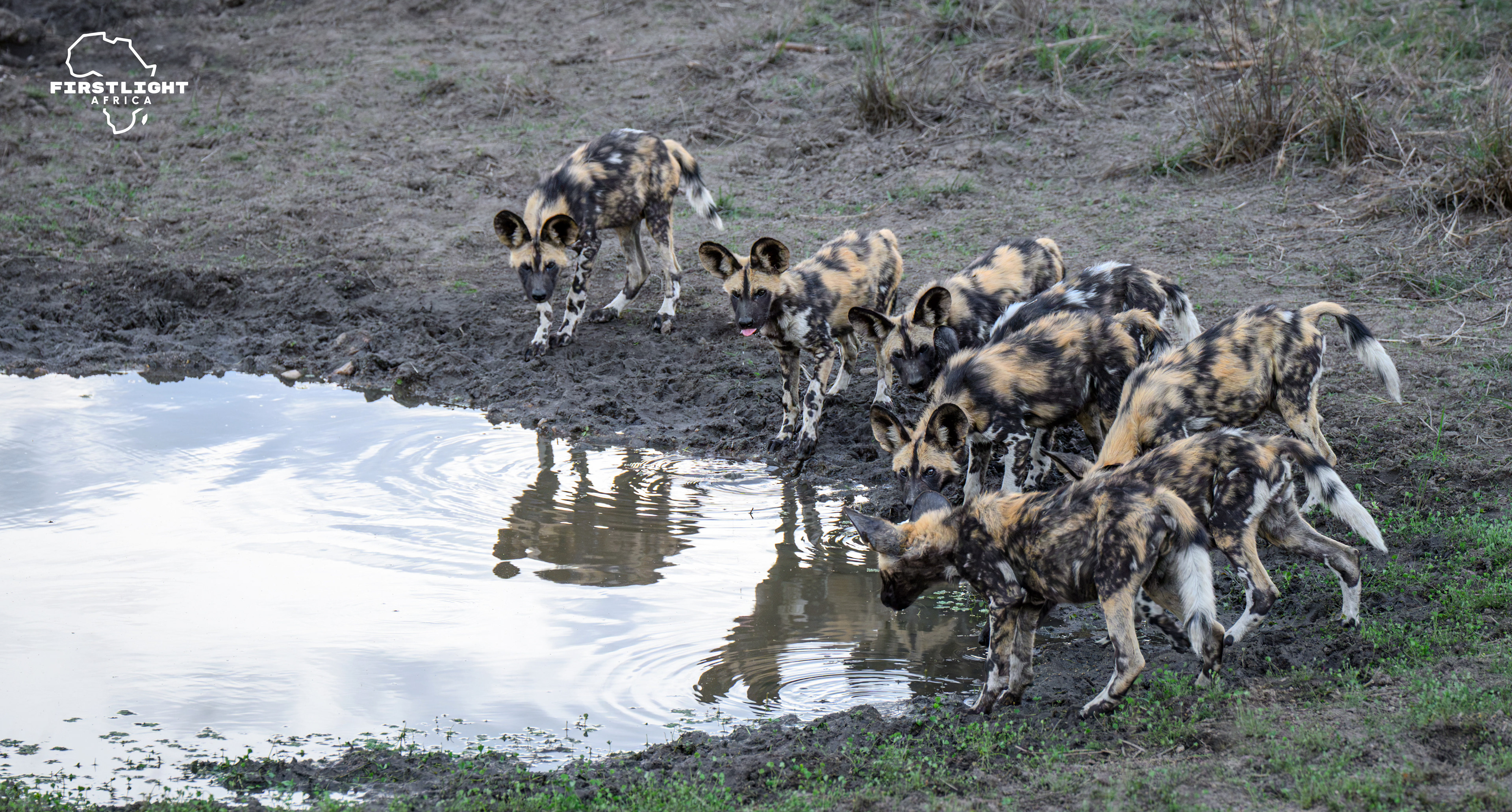 Wild Dog