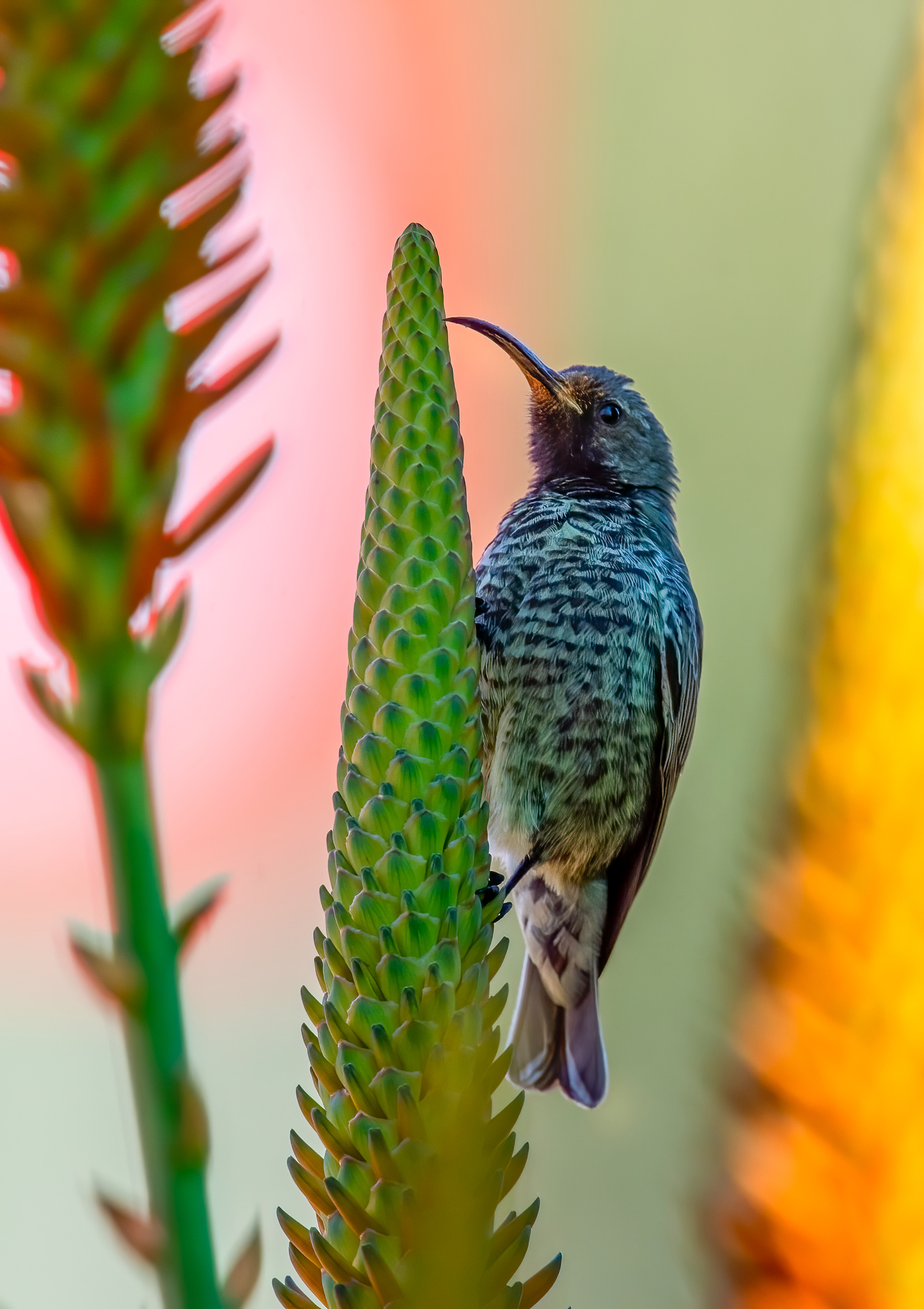 Amathyst Sunbird