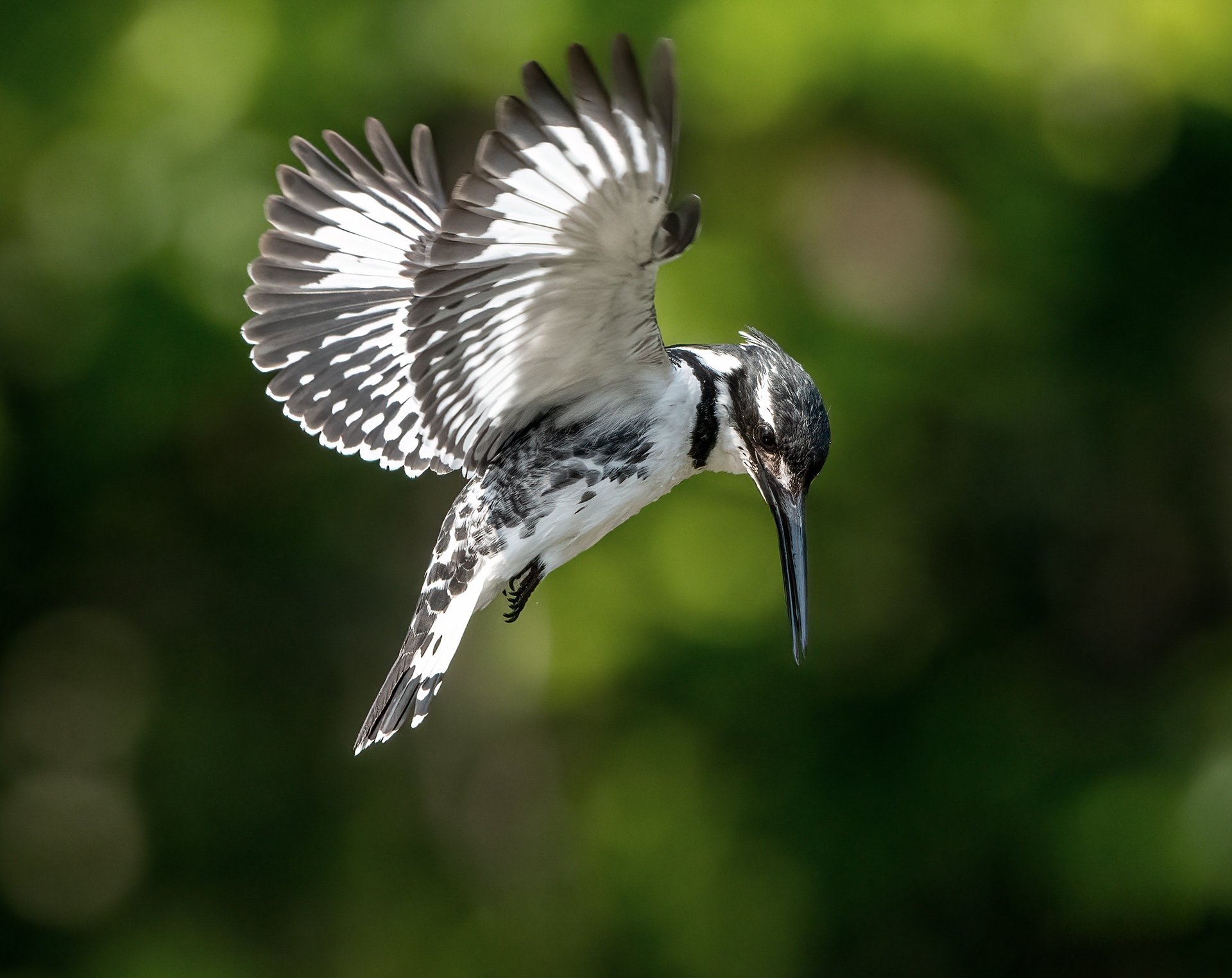 Pied Kingfisher