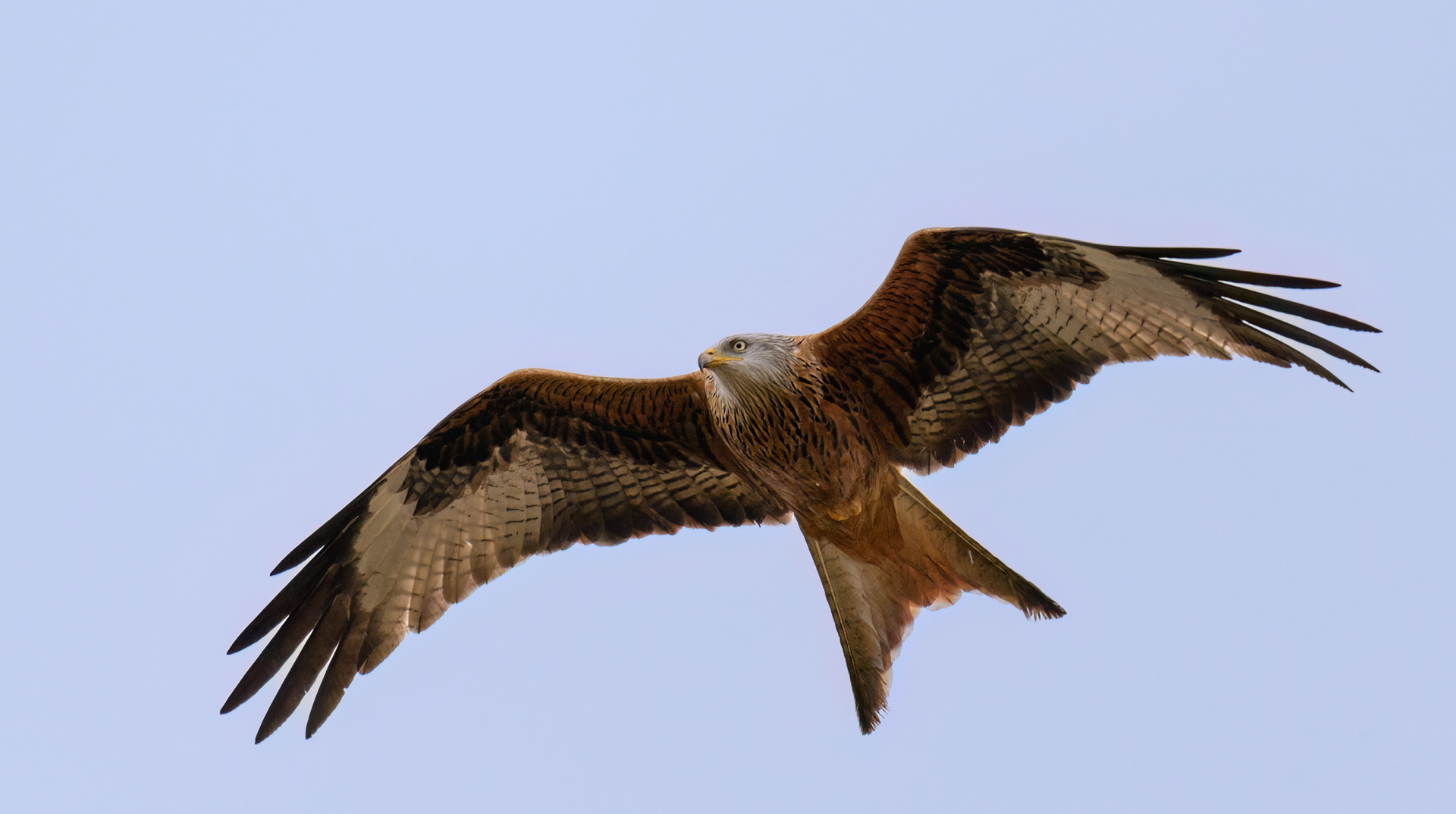 Red Tail Kite