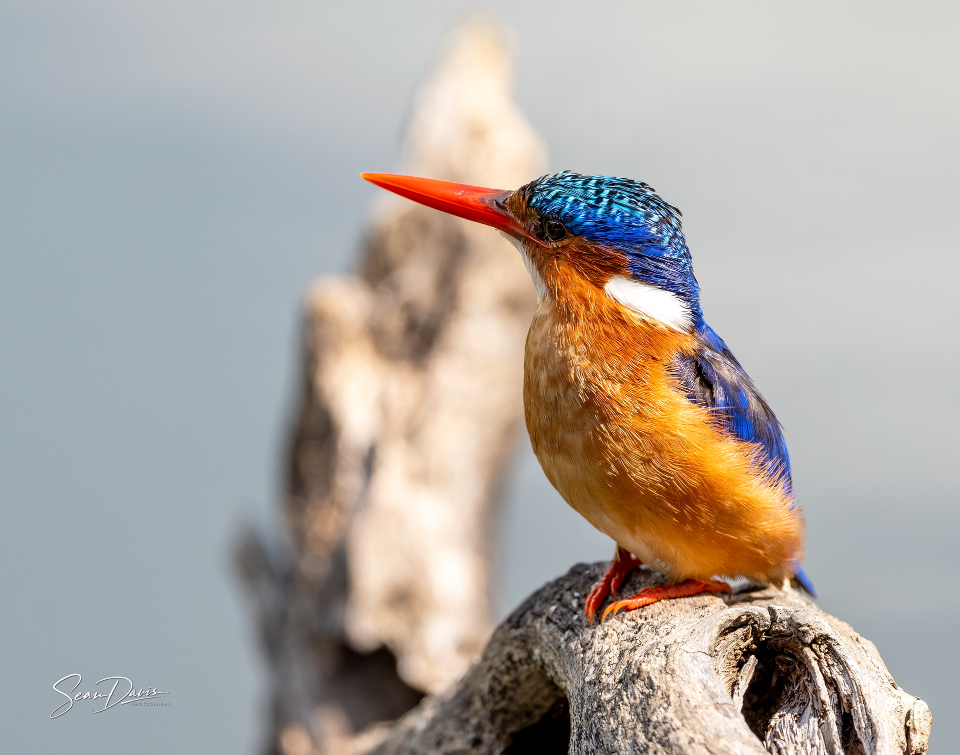 Malachite Kingfisher