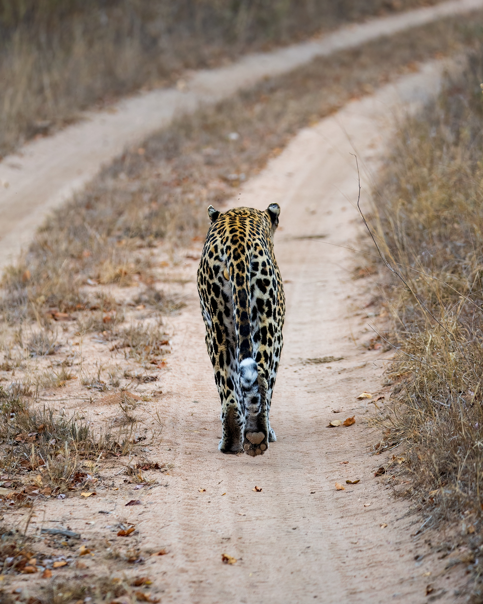 Male Leopard