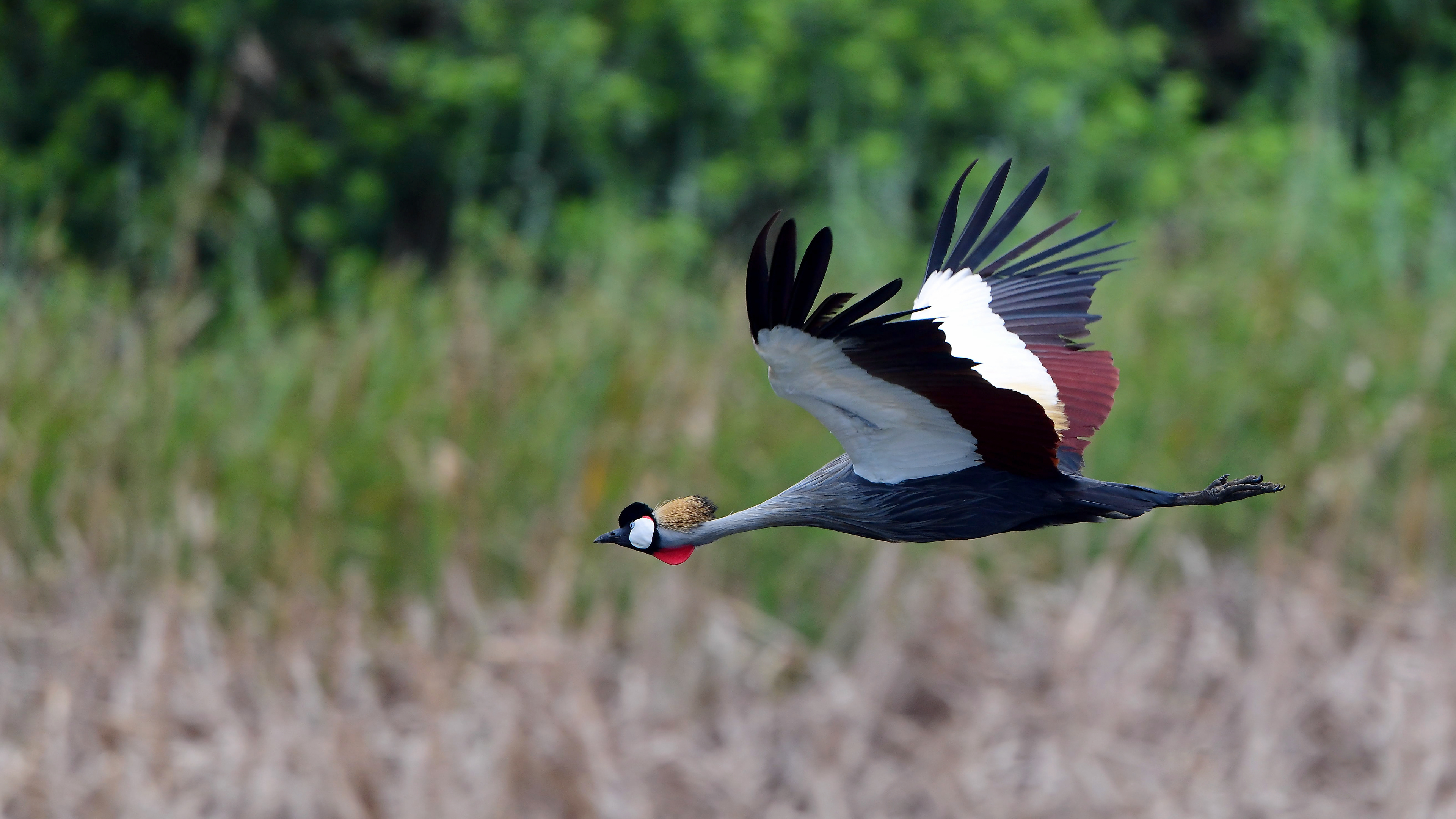Grey Crowned Crane