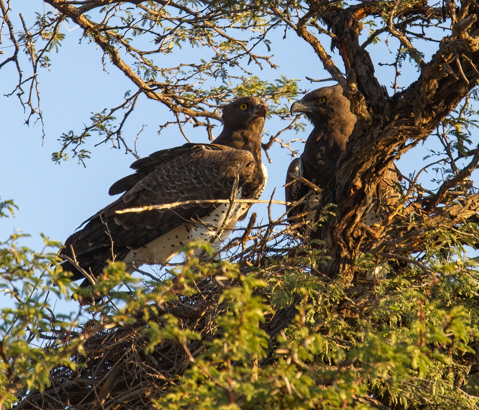 Martial Eagle Nest