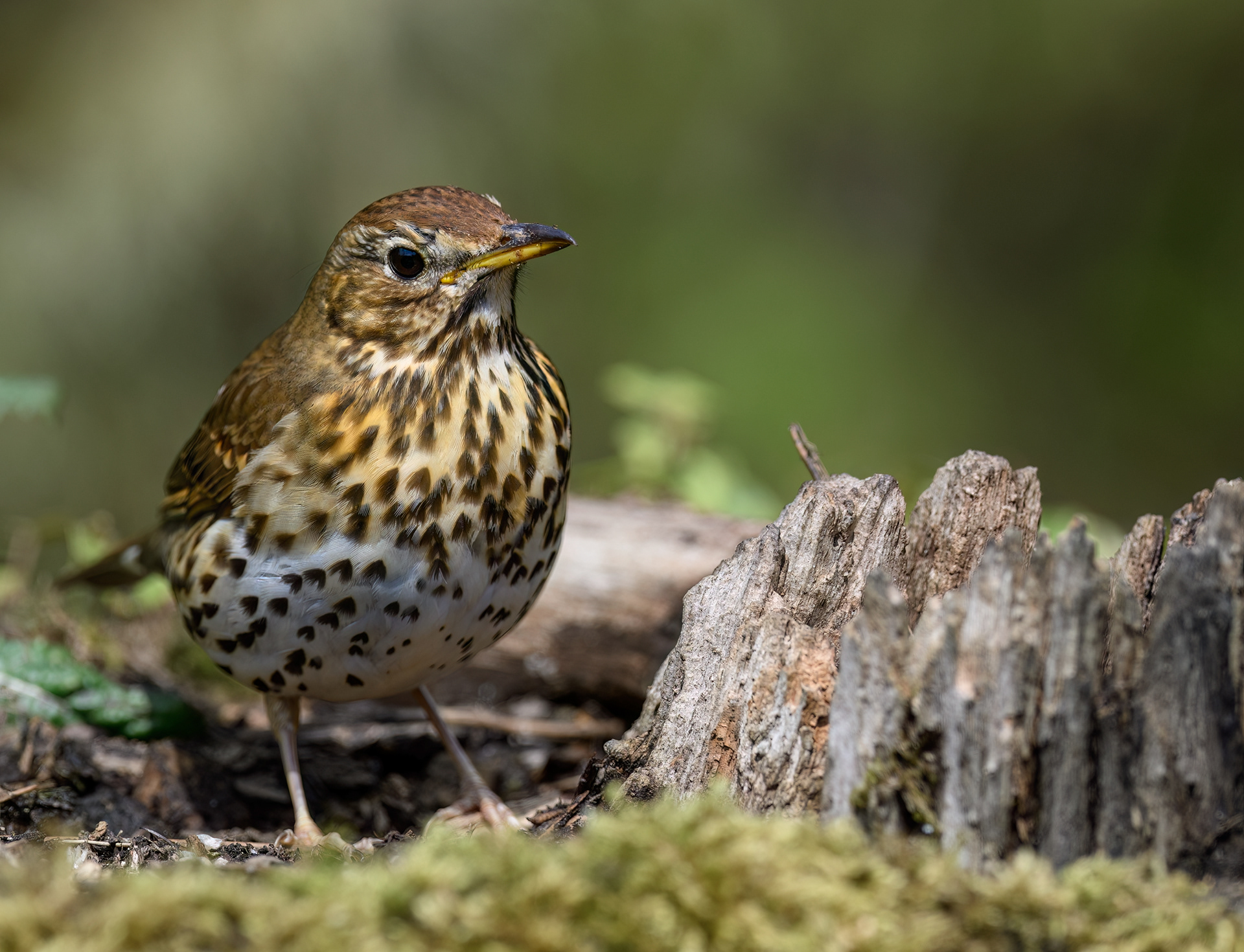 Song Thrush