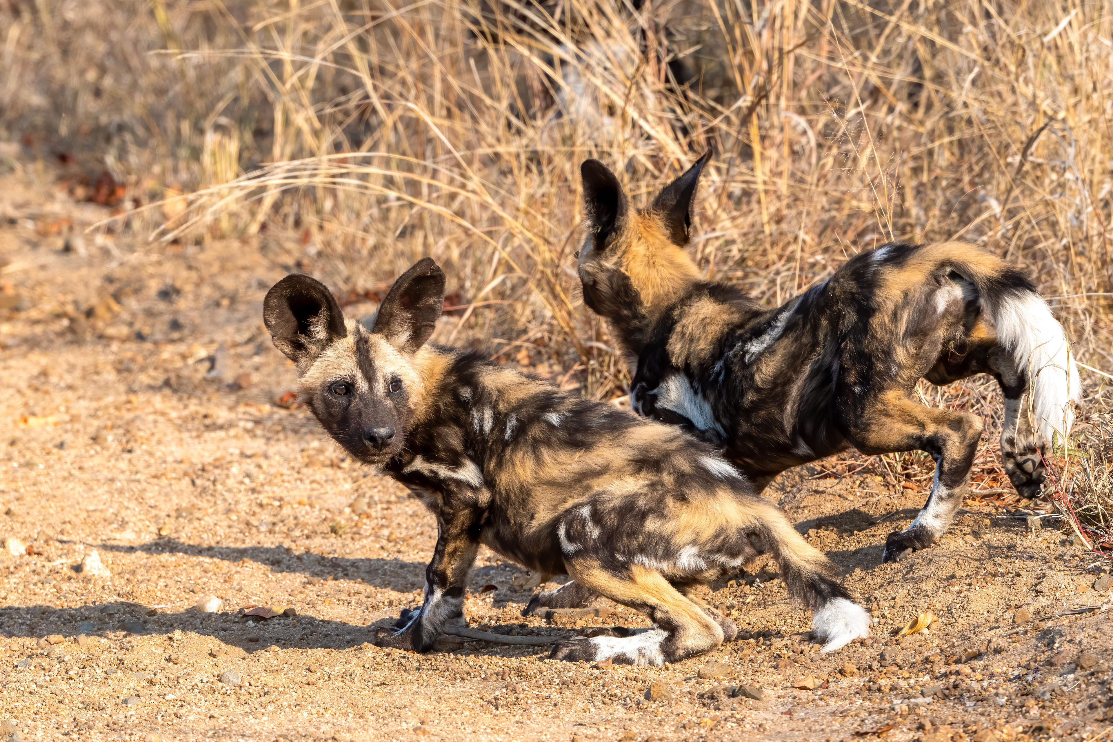 Wild Dog