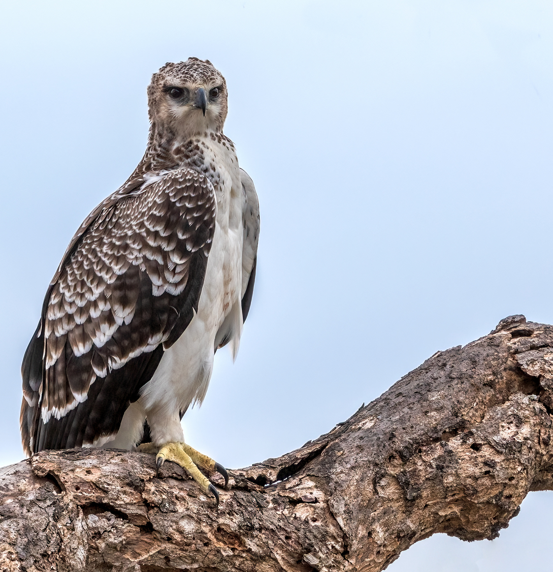 Juvenille Martial Eagle