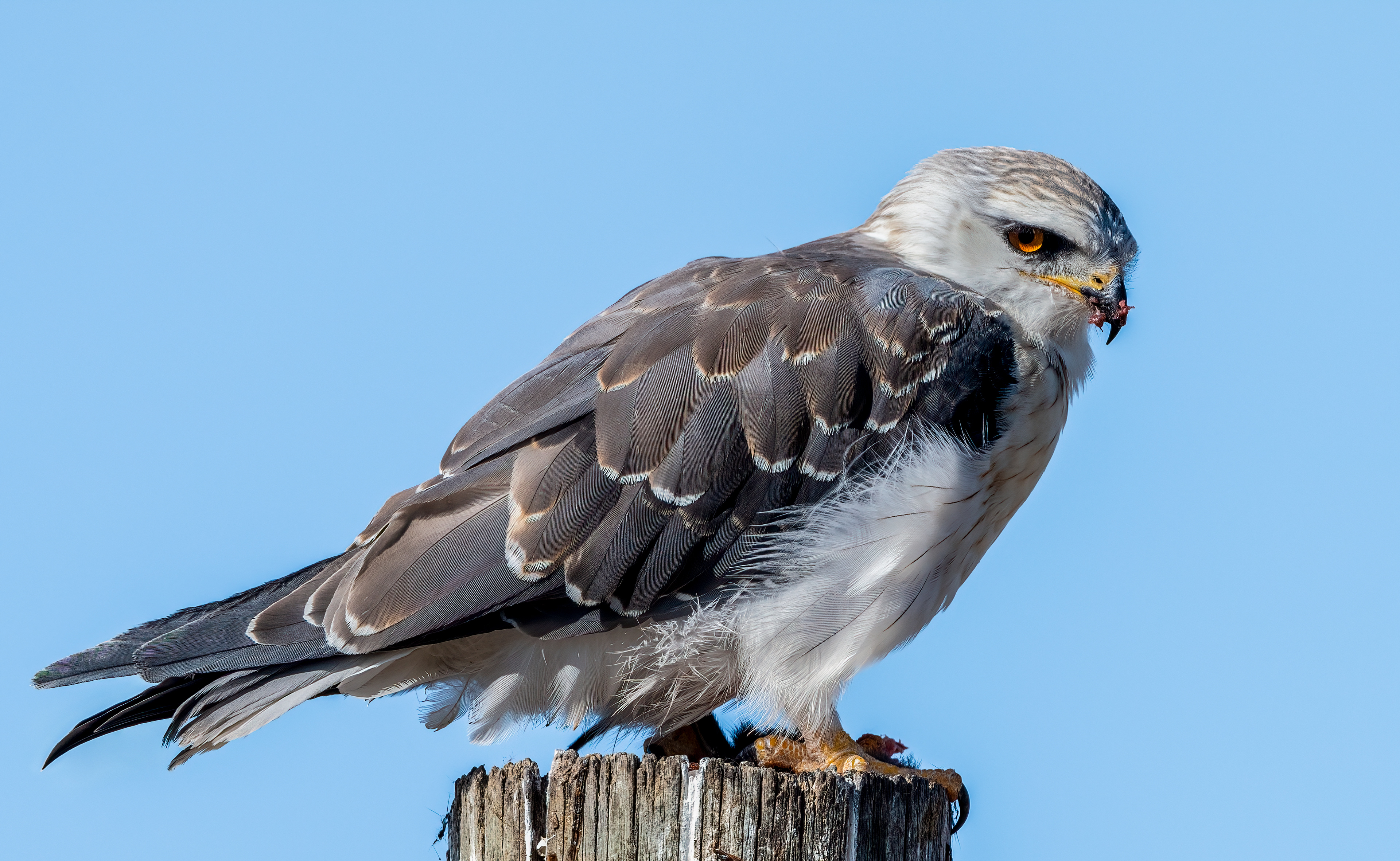Black winged Kite