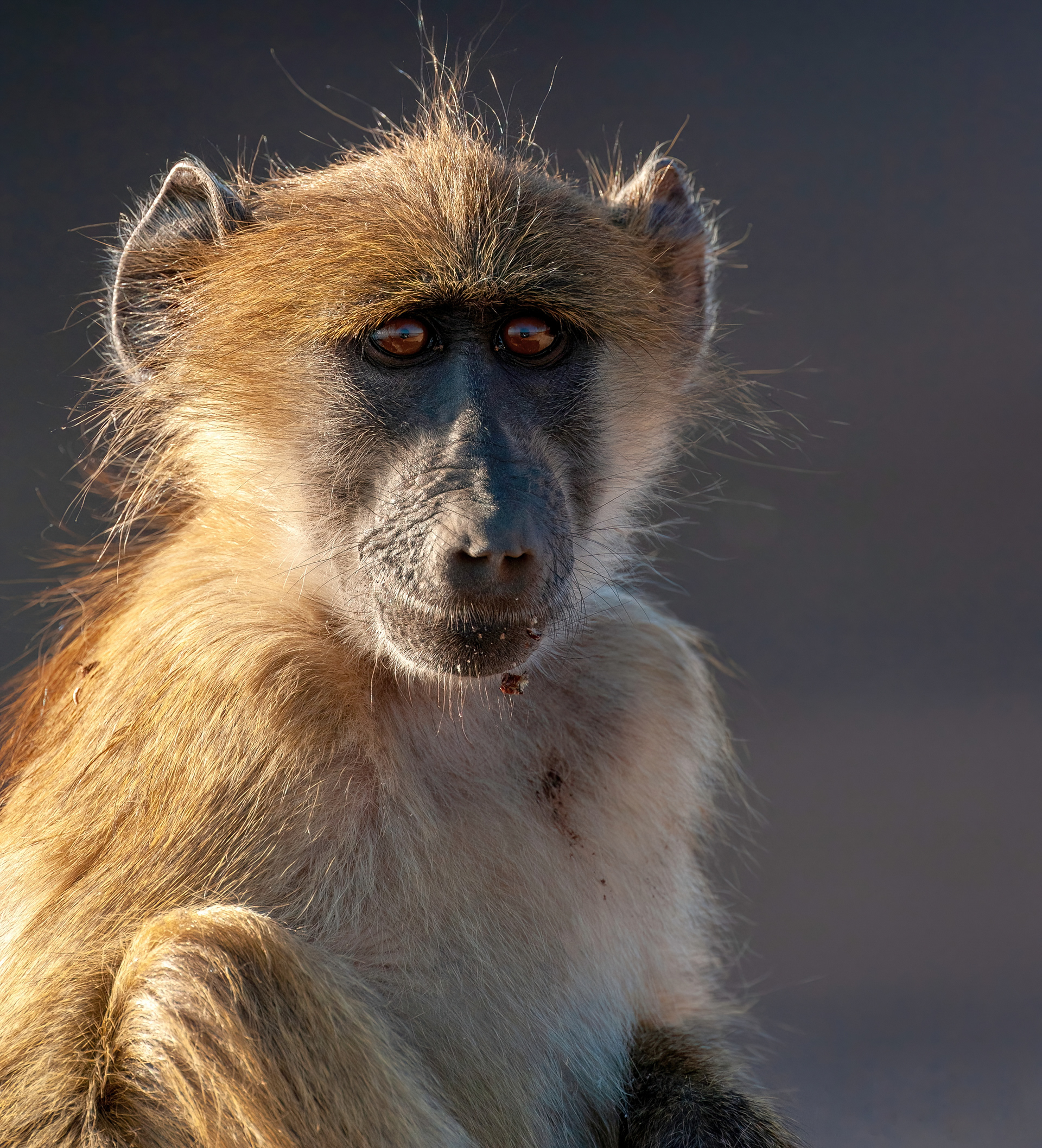 Baboon