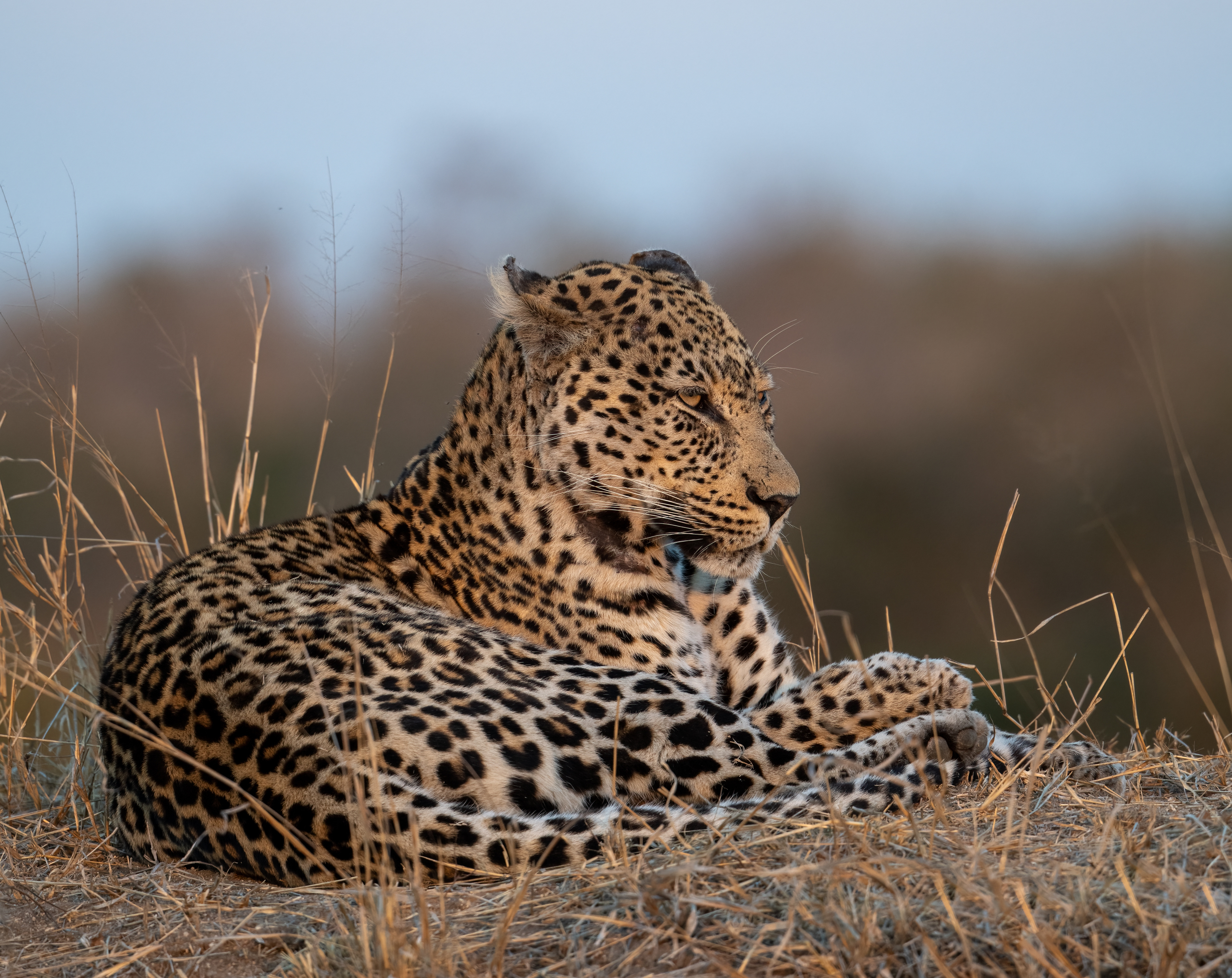 Leopard