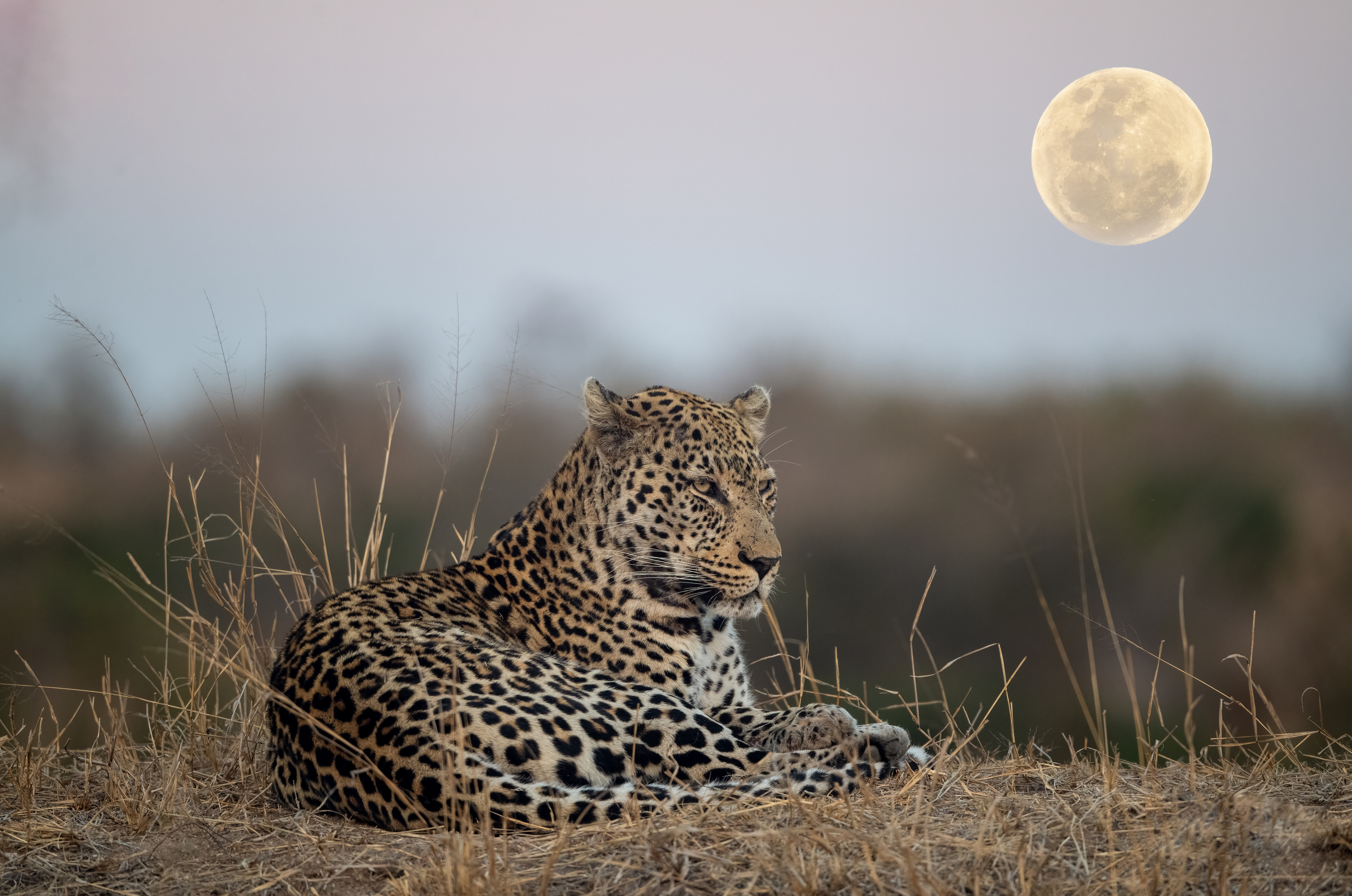 Leopard