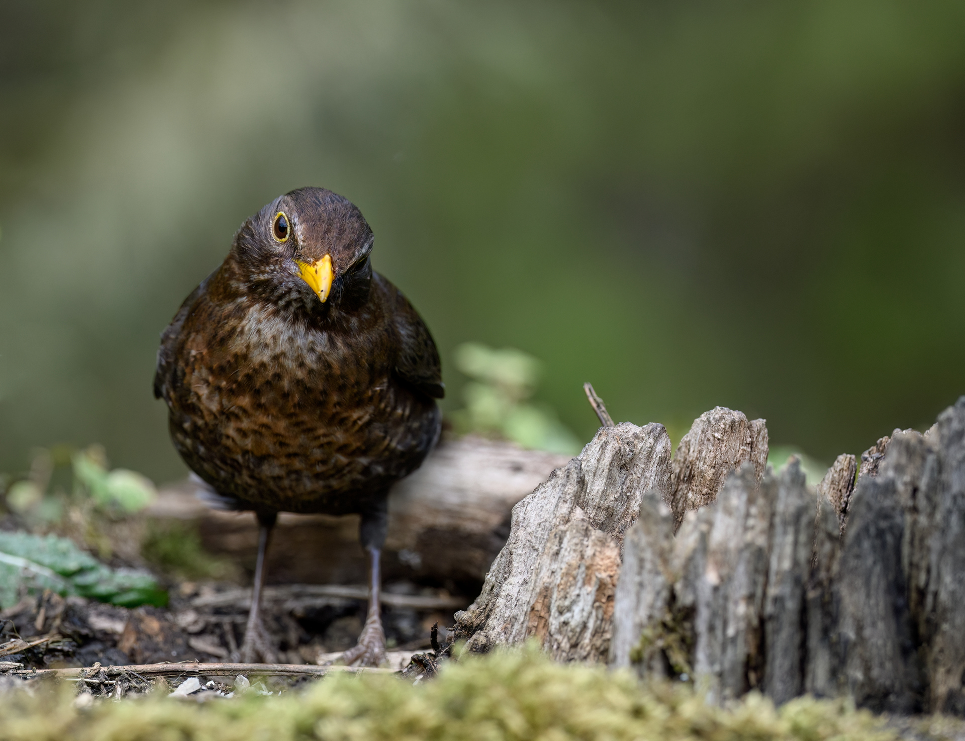 Female Black Bird