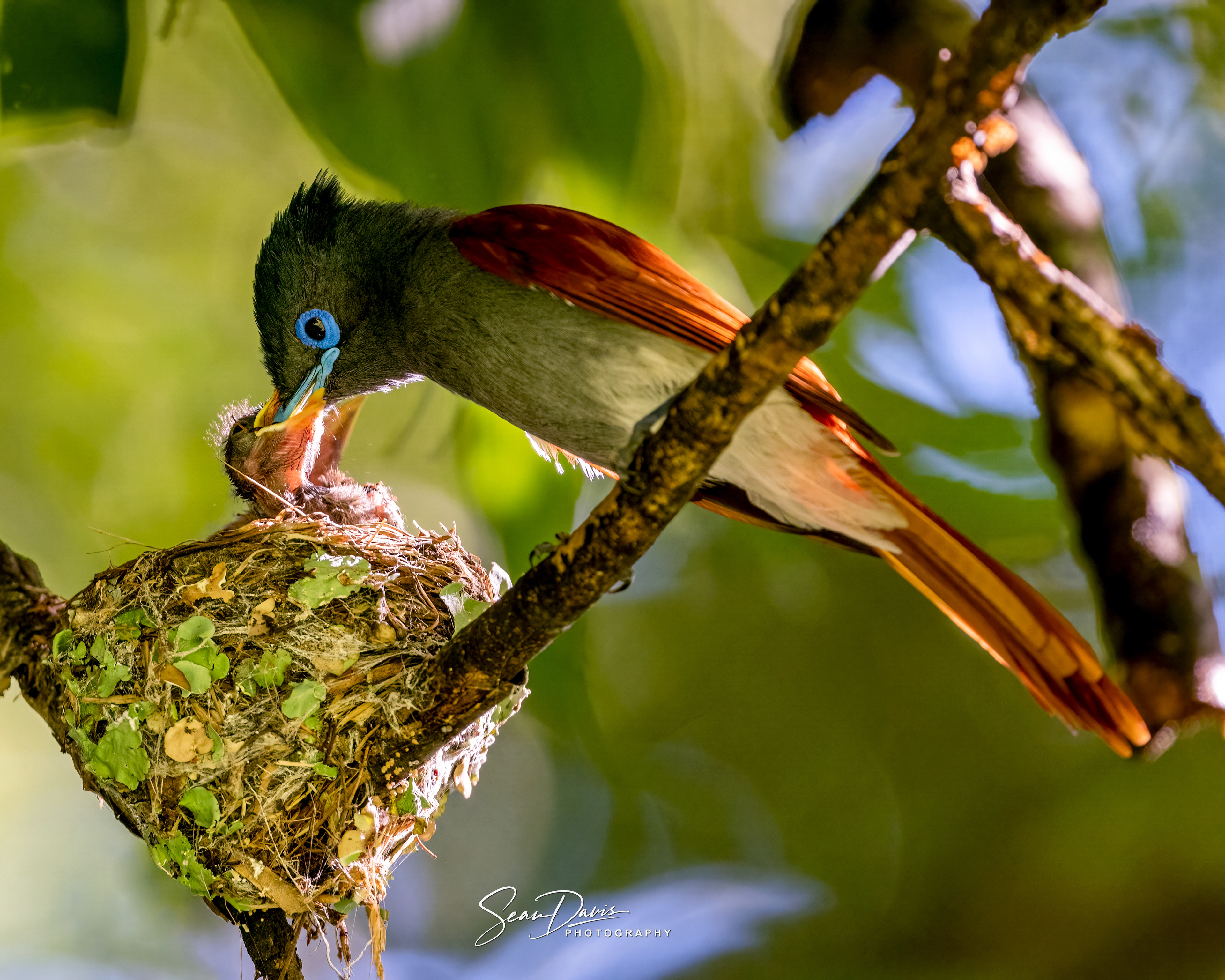 Paradise fly Catcher