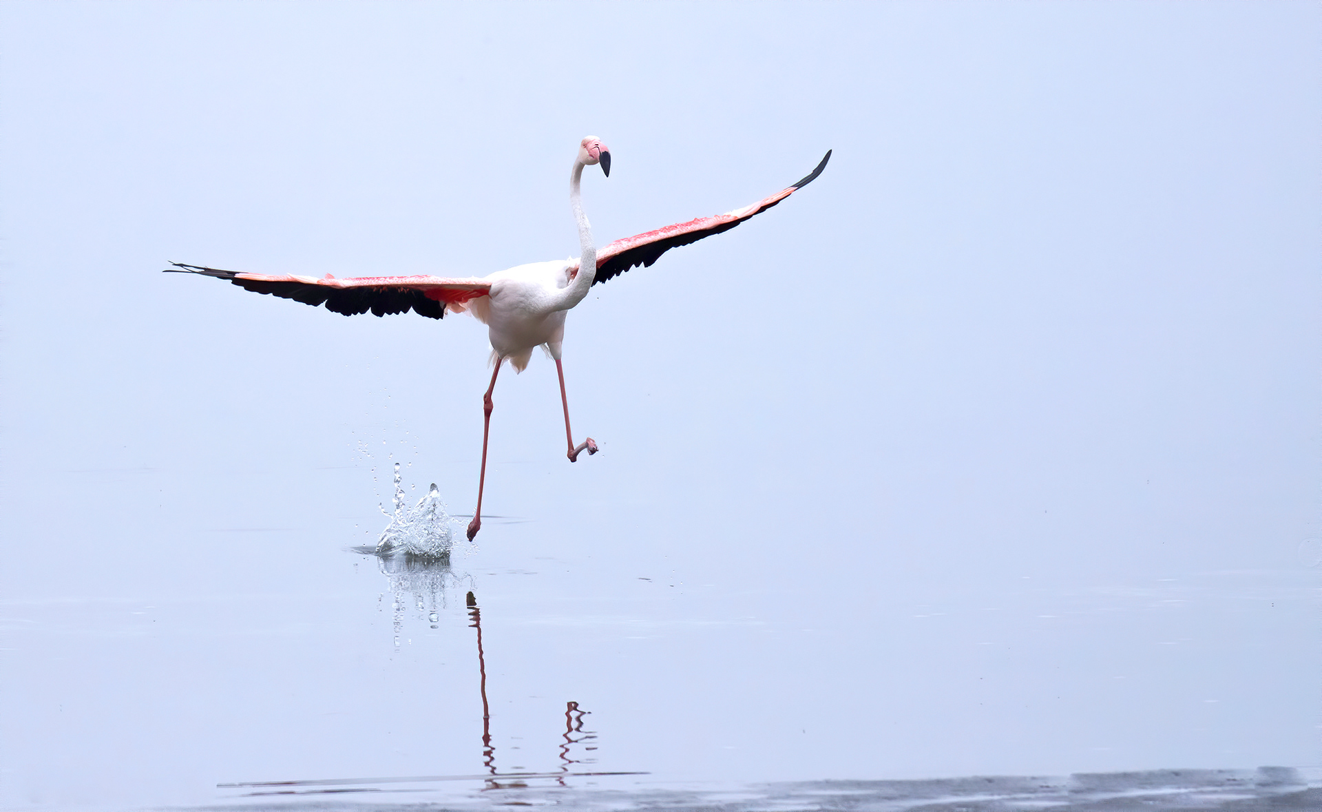 Greater Flamingo