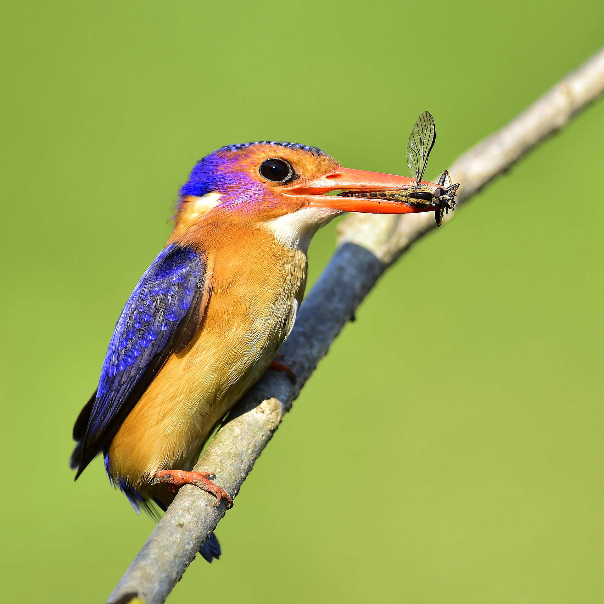 African Pygmy Kinfisher