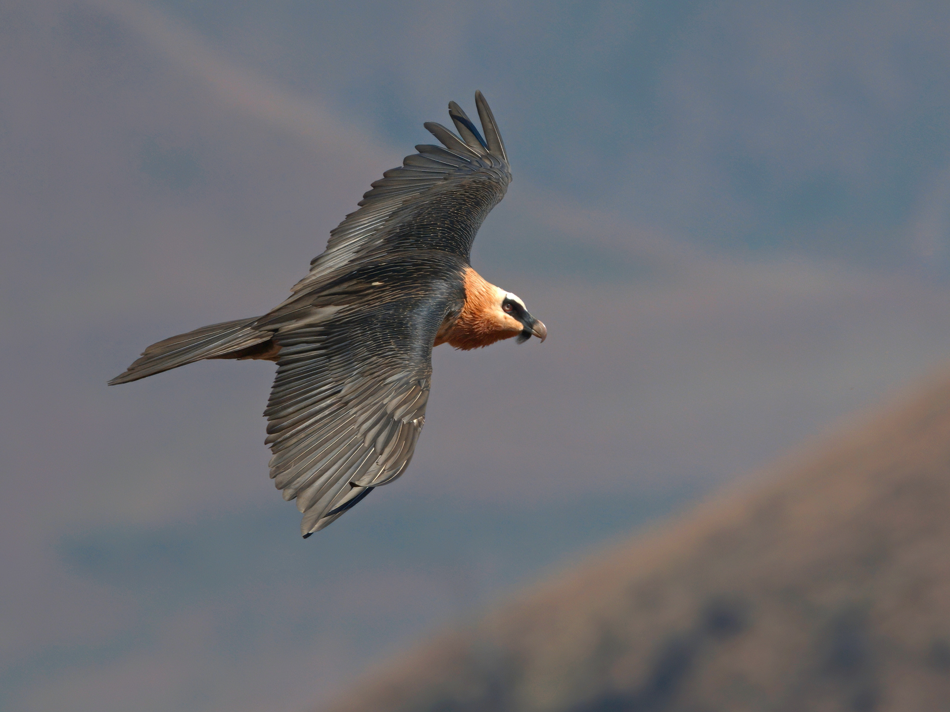 Bearded Vulture (Lammergeier)